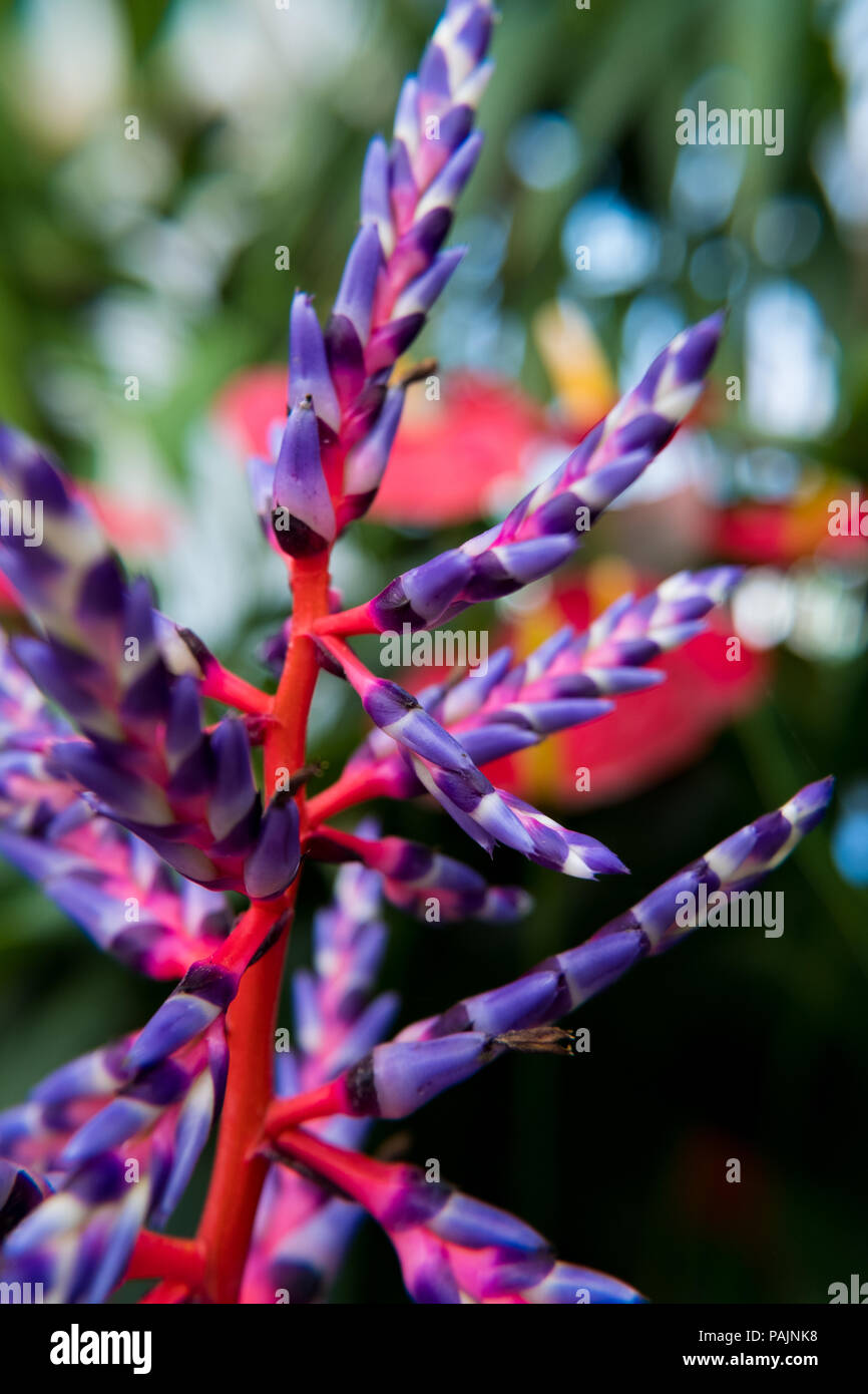 Aechmea 'Blue Rain' or Aechmea 'Blue Tango' flower is a species of Bromeliad with prolific bloom from Florida. Stock Photo