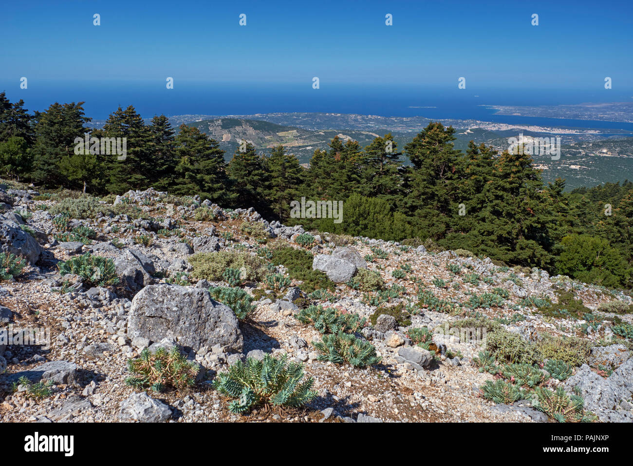 View from Mount Aenos National Park with Argostoli in distance. Cephalonia Pine trees with Spurge growing on the rocks in foreground. Cephalonia, Ioni Stock Photo