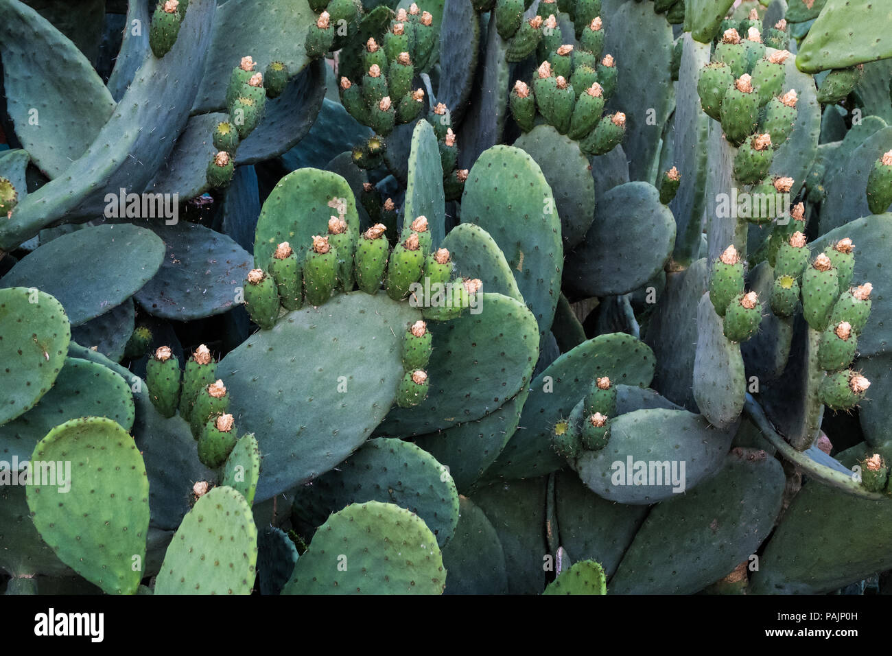 Opuntia ficus-indica is also known as Prickly Pear, Indian Fig or Mission Cactus. Nature wallpaper background Stock Photo - Alamy Opuntia ficus-indica is also known as Prickly Pear, Indian Fig or Mission Cactus. Nature wallpaper background Stock Photo - Alamy