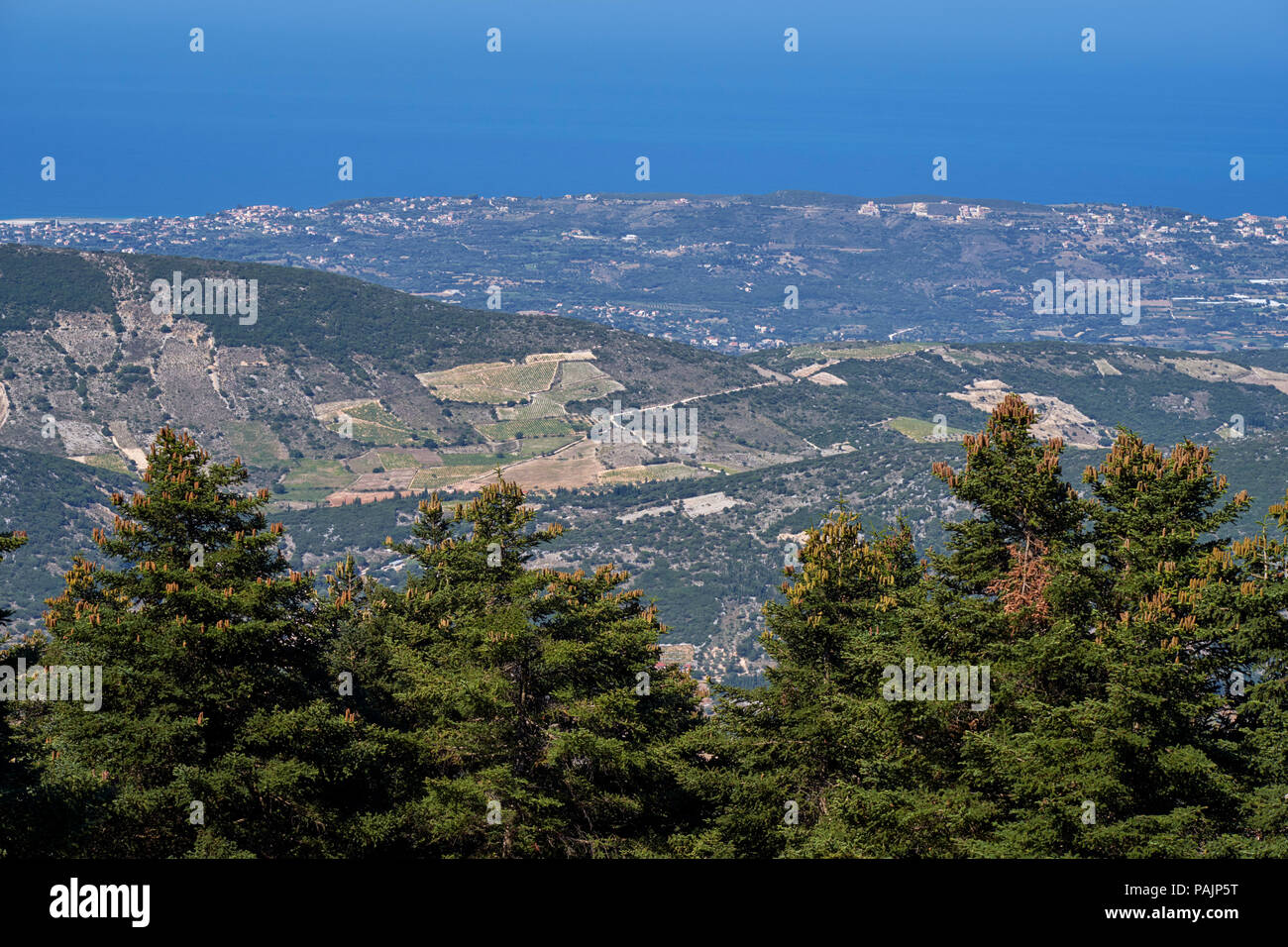 View from Mount Aenos National Park: Cephalonia Pine trees in foreground with vineyards of the Robola Wine Cooperative in the Omala Valley below. Ceph Stock Photo
