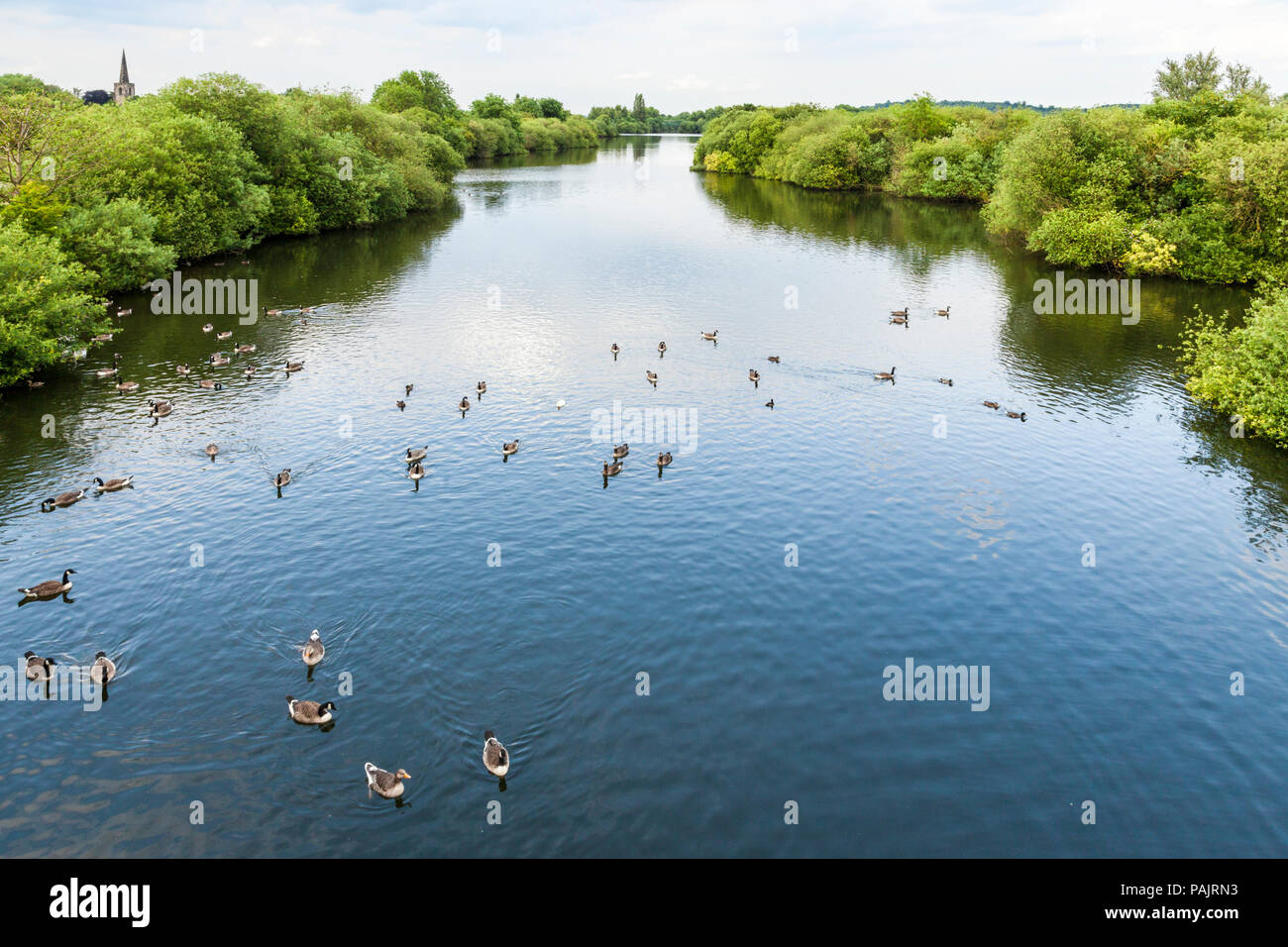 Canada Geese on a lake, one of several lakes, at the Attenborough Nature Reserve, Nottinghamshire, England, UK Stock Photo