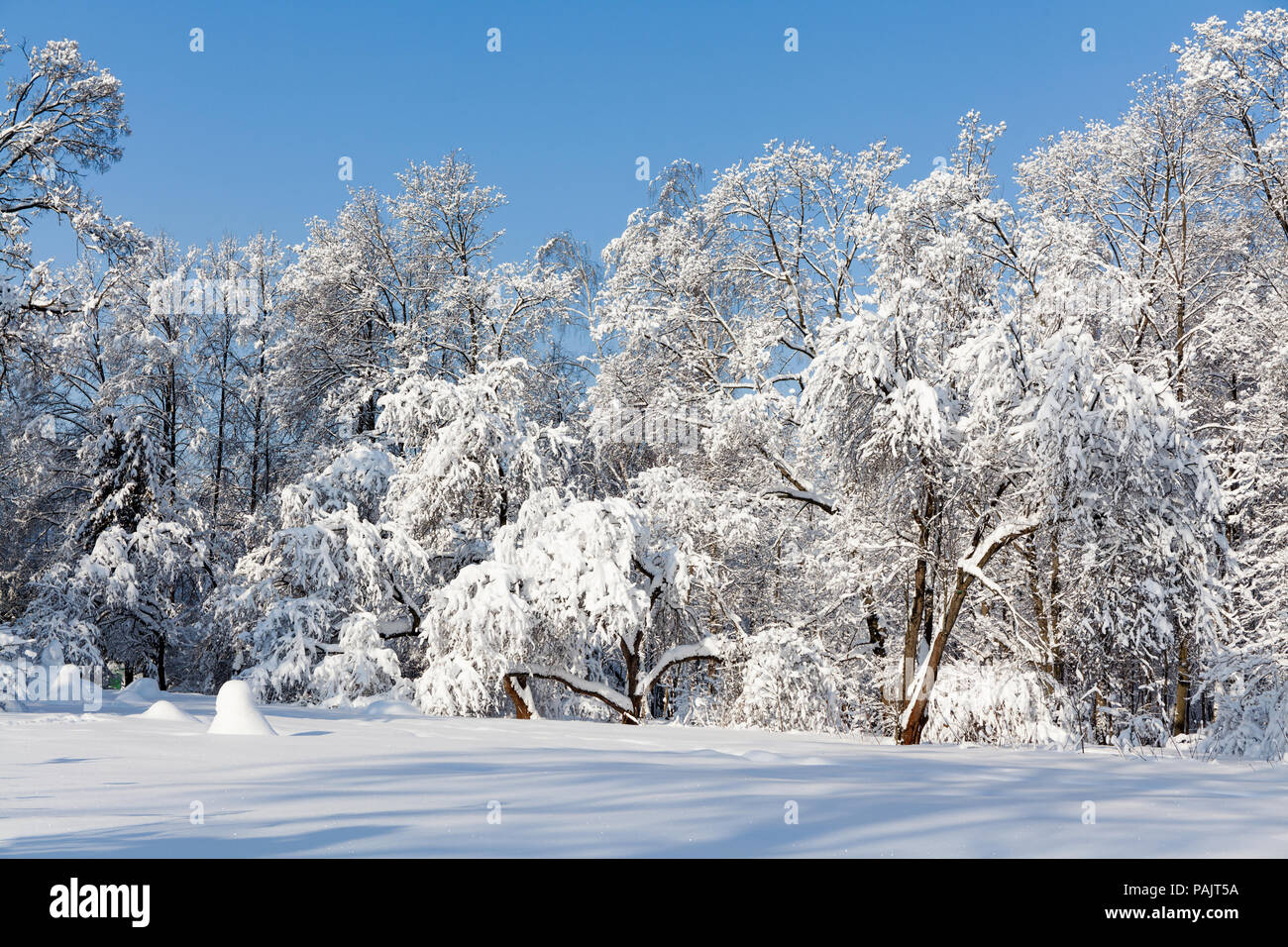 Beautiful winter forest, snow covered trees against blue sky. Cold season weather snowy landscape. Snowy xmas background Stock Photo