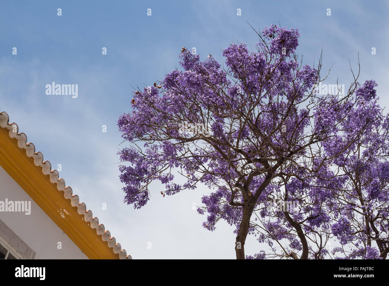 Crown of the jacaranda tree with violet flowers. Yellow line of a roof of a house with a structure of the roof tiles. Blue sky with light clouds. Lago Stock Photo
