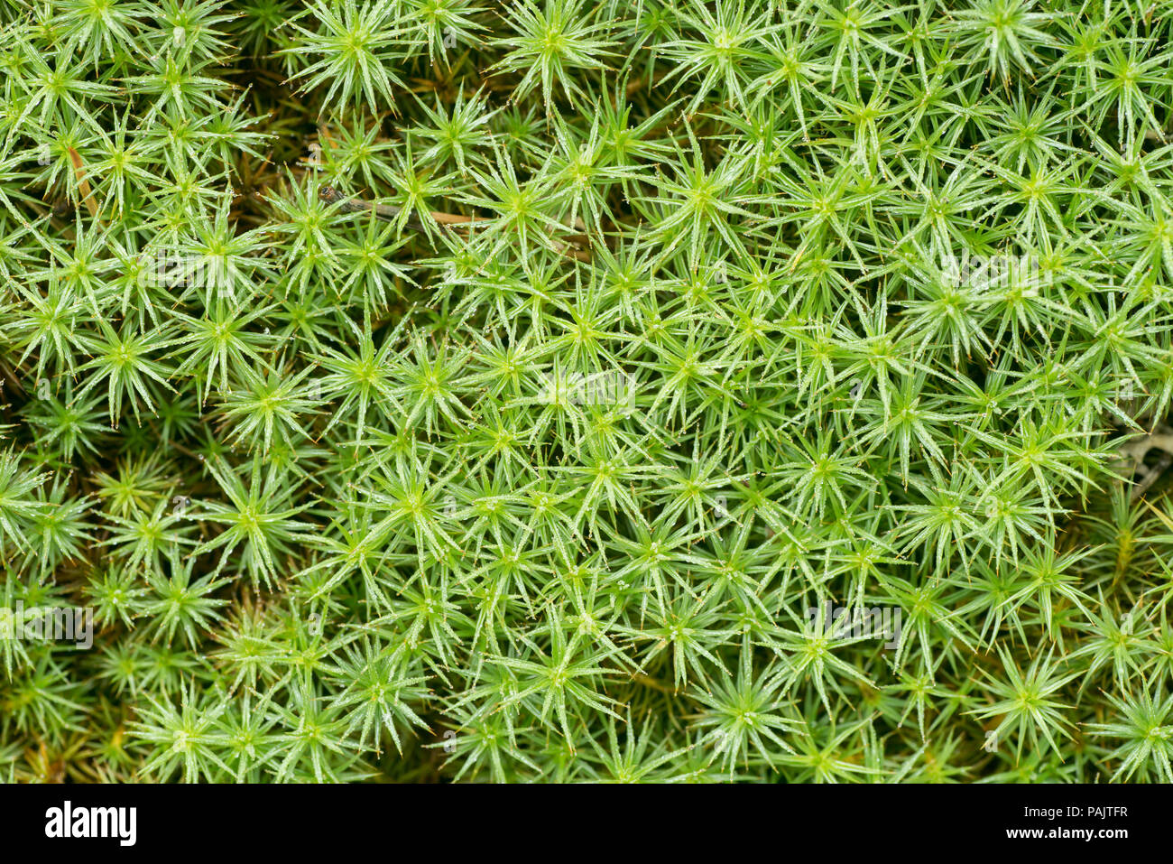 green moss ( bank haircap moss polytrichastrum formosum ) background macro Stock Photo Alamy