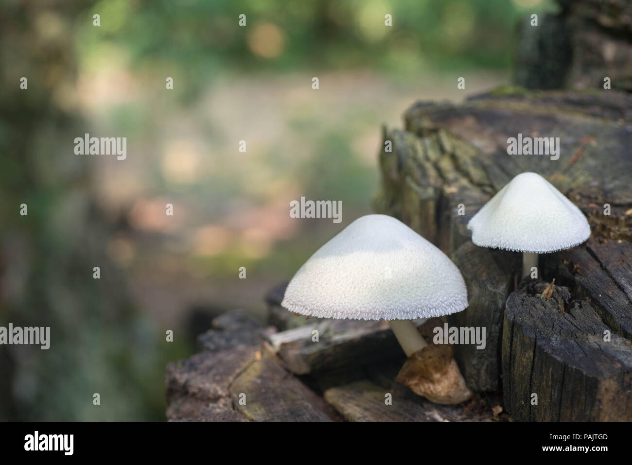 uncultivated volvariella bombycina mushroom on tree tunk macro Stock Photo
