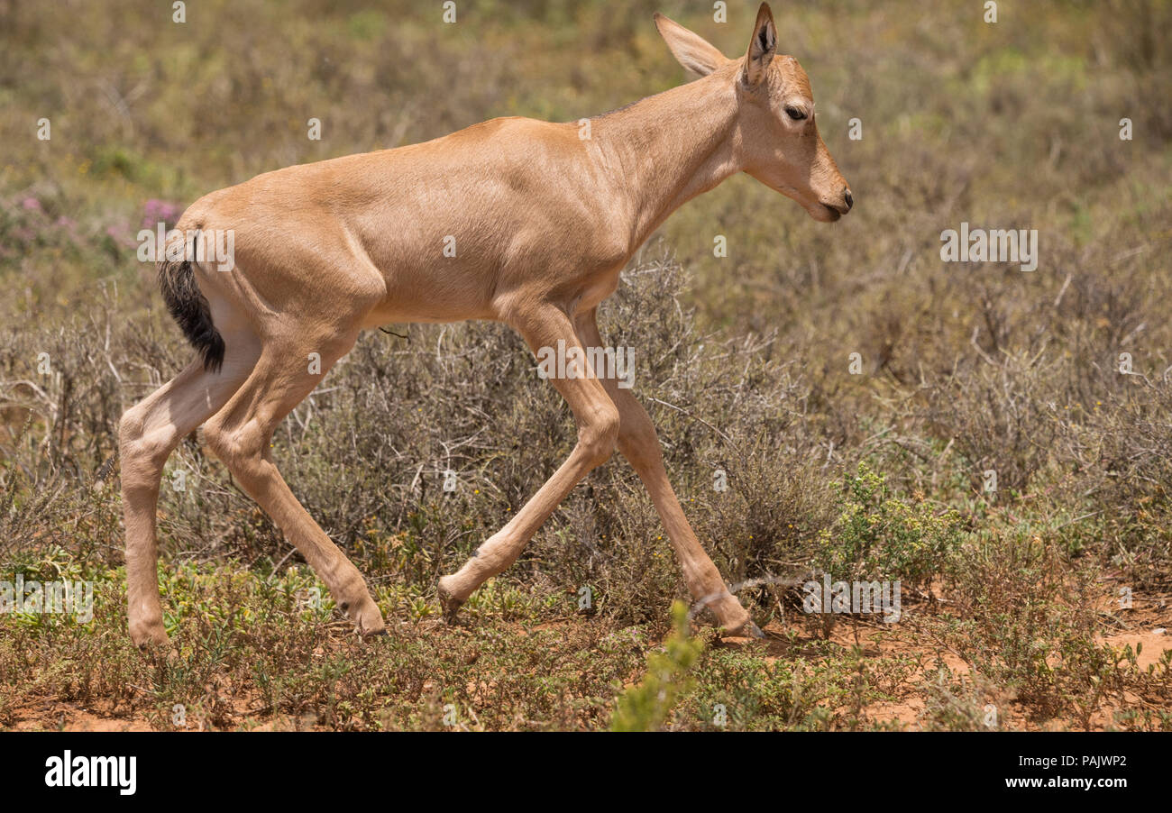 a Red Hartebeest (Alcelaphus buselaphus caama) calf or small baby antelope running to catch up Stock Photo