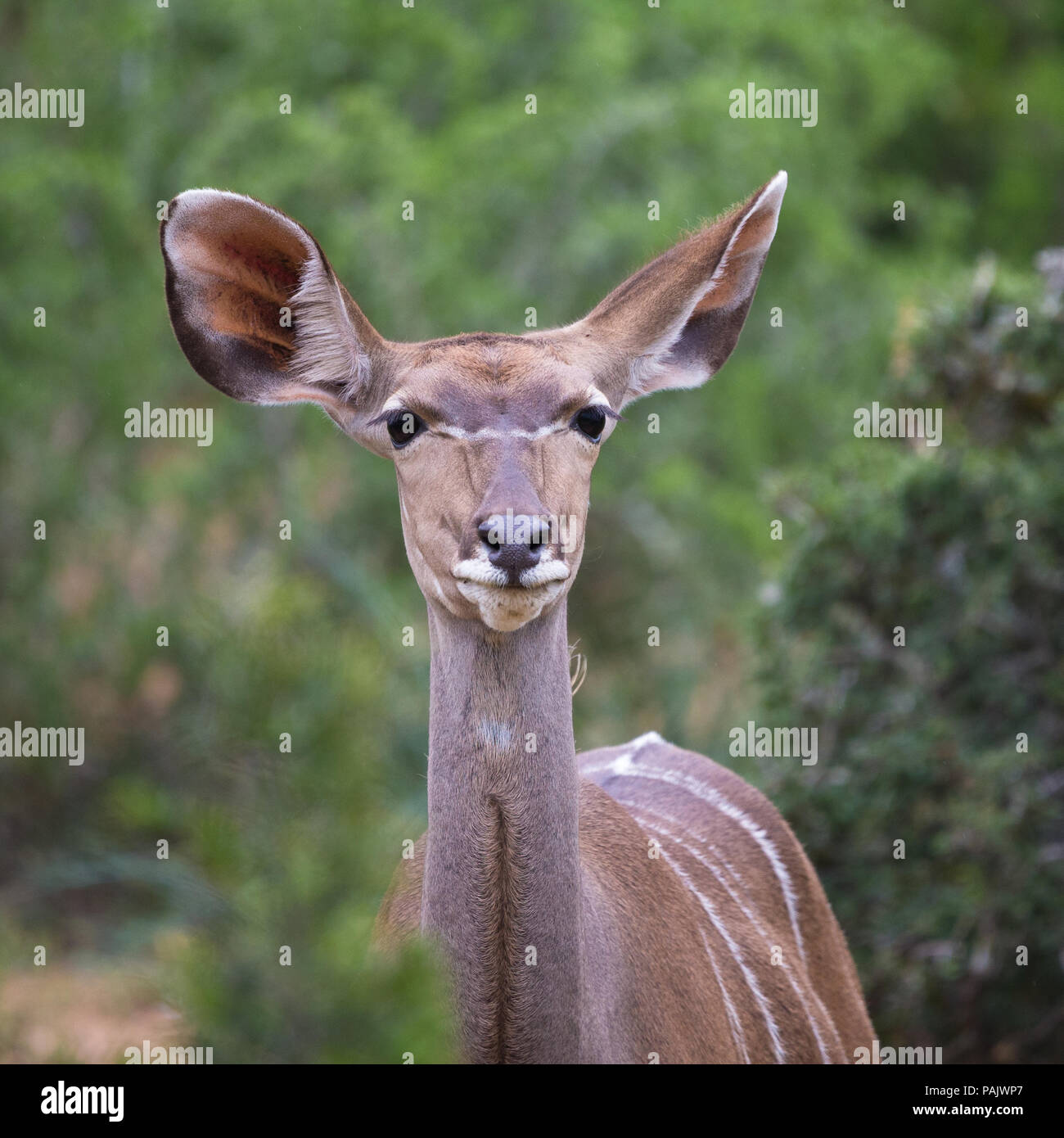 female greater Kudu (Tragelaphus strepsiceros) antelope portrait square image Addo Elephant National Park, Eastern Cape, South Africa Stock Photo