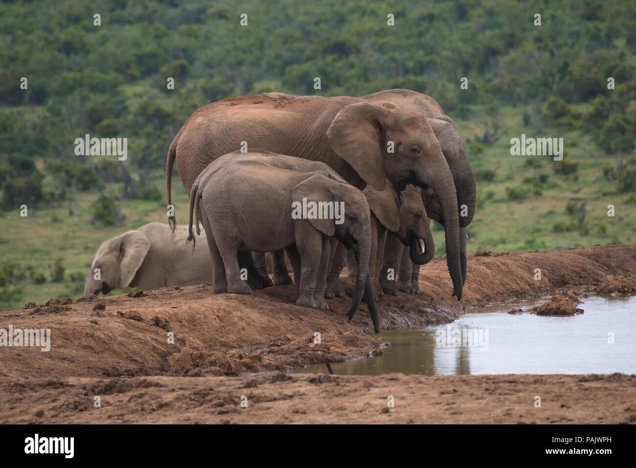 Herd of Elephant (Loxodonta africana) family closely grouped drinking at the waterhole Addo Elephant National Park, Eastern Cape, South Africa Stock Photo