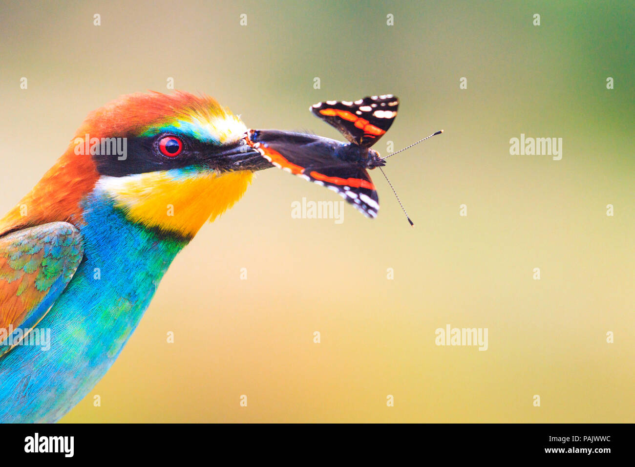 Exotic bird with a colored butterfly in the beak Stock Photo