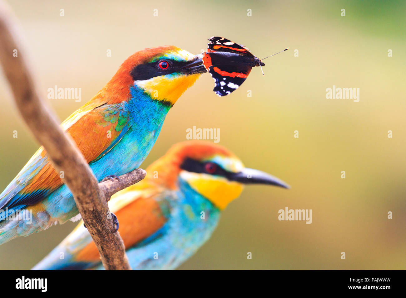 pair of exotic bird with a colored butterfly in the beak Stock Photo