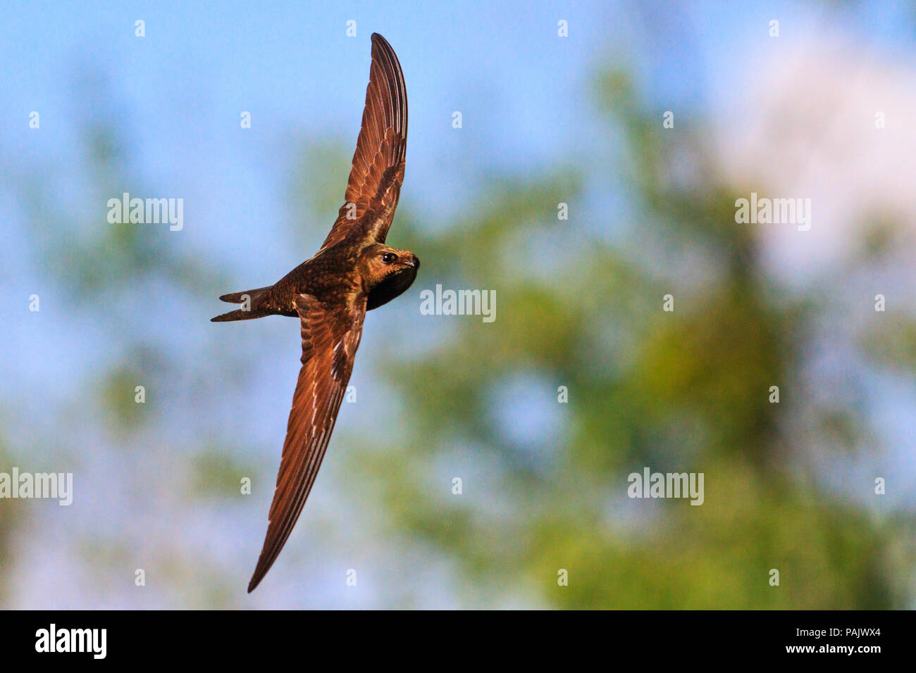 apus is the fastest bird on the planet Stock Photo - Alamy apus is the fastest bird on the planet Stock Photo - Alamy