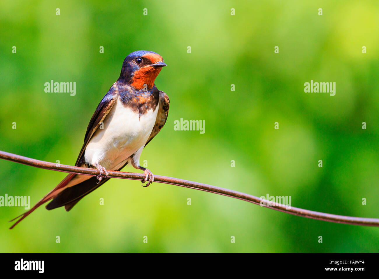 barn swallow is sitting on the wire Stock Photo