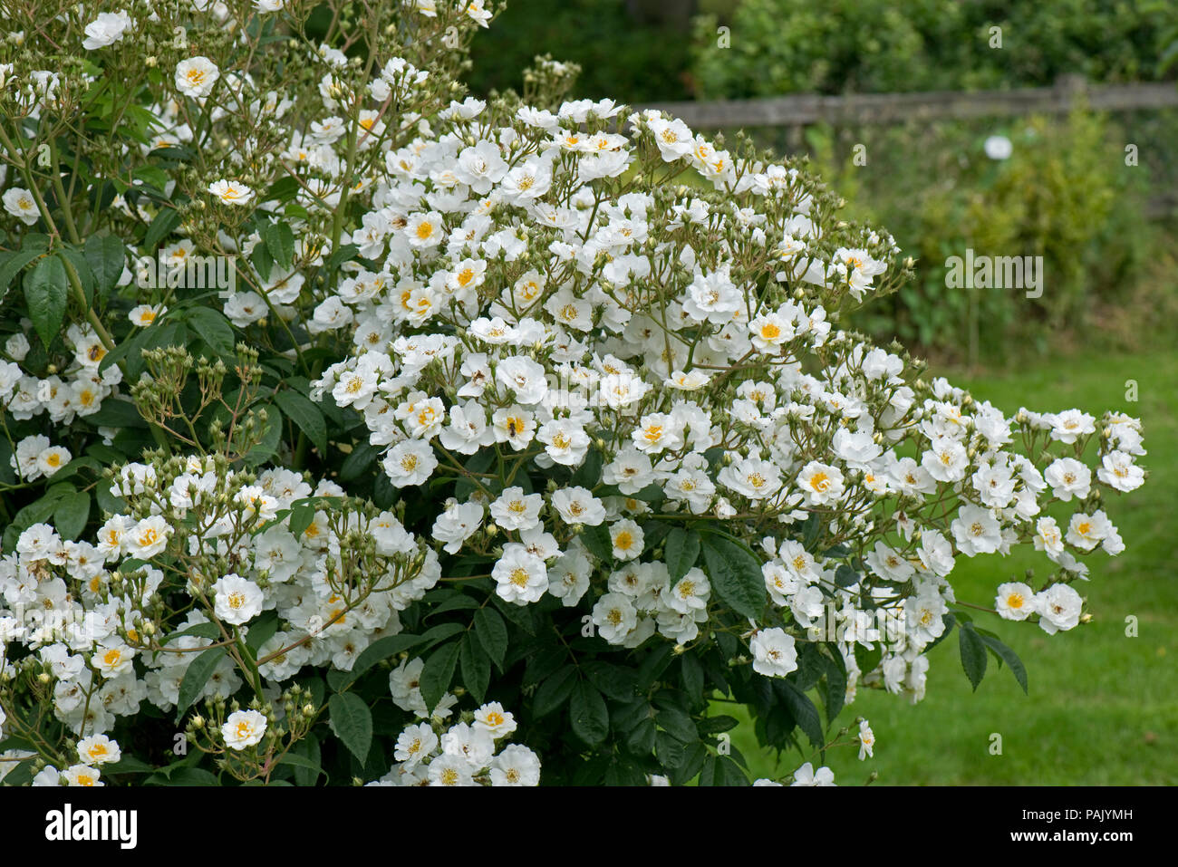 White rambling, climbing rose 'Rambling Rector' with profuse flowers with yellow centres.  Attractive to bees and other pollinators. Stock Photo