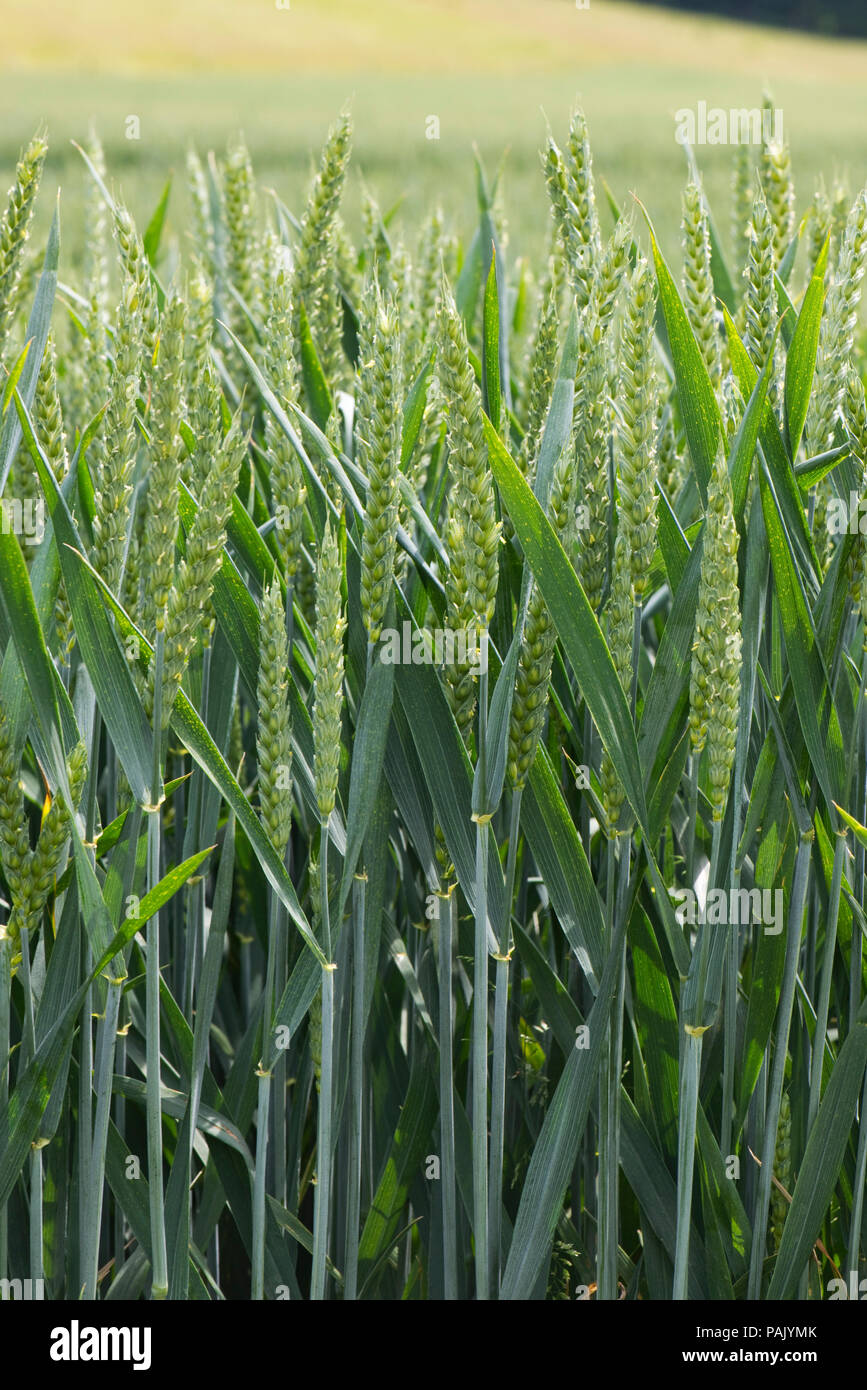 Detail of healthy winter wheat plants in flowering green ear, Berkshire, June Stock Photo