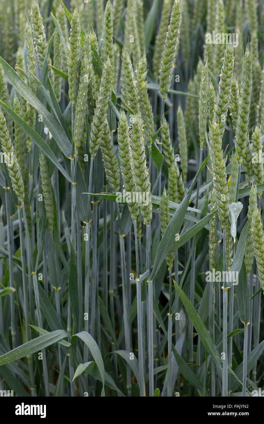 Detail of healthy winter wheat plants in flowering green ear, Berkshire, June Stock Photo
