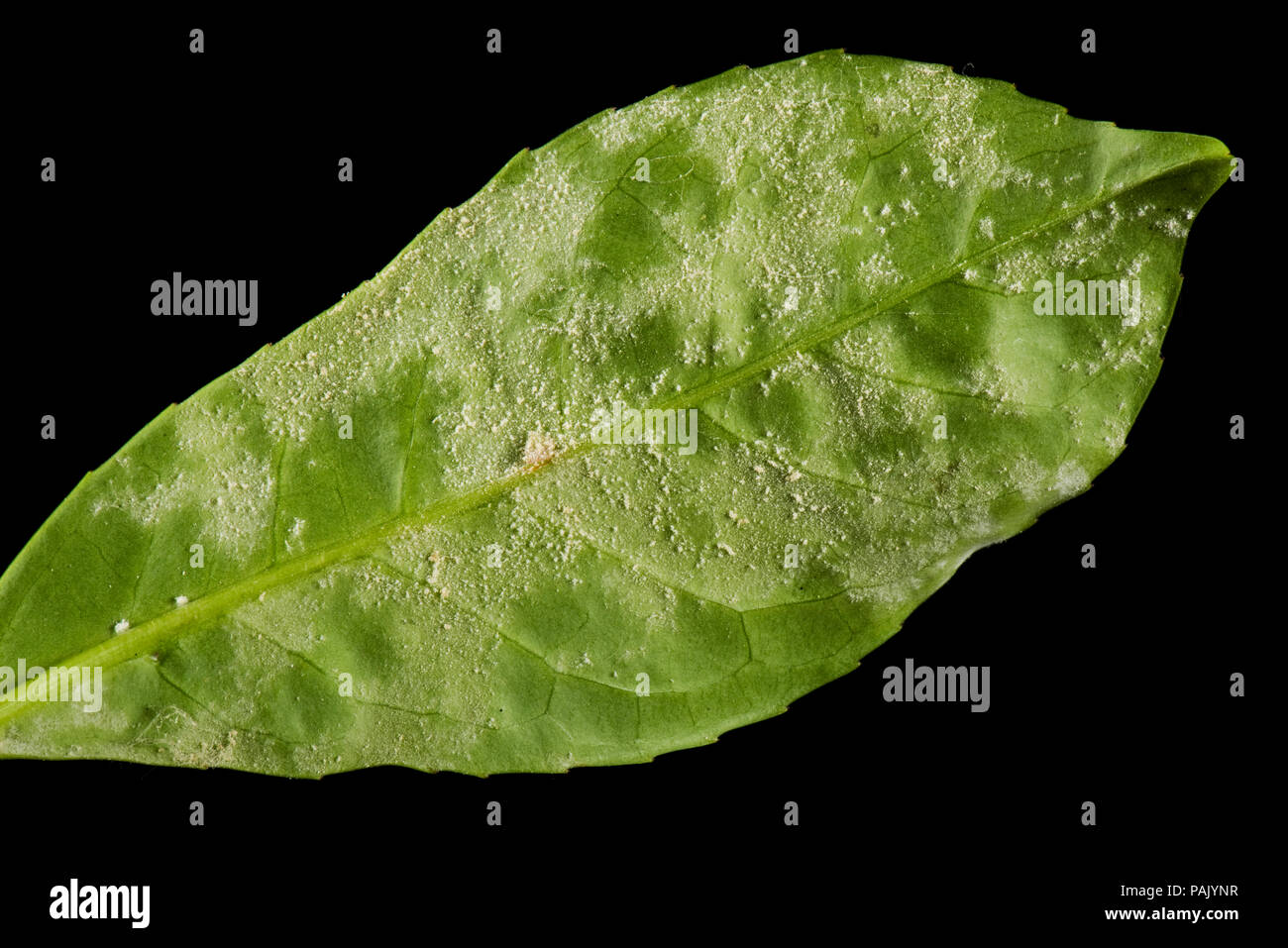 Powdery mildew, Podosphaera pannosa or tridactyla, on cherry laurel leaf undersides in a garden hedge, July Stock Photo