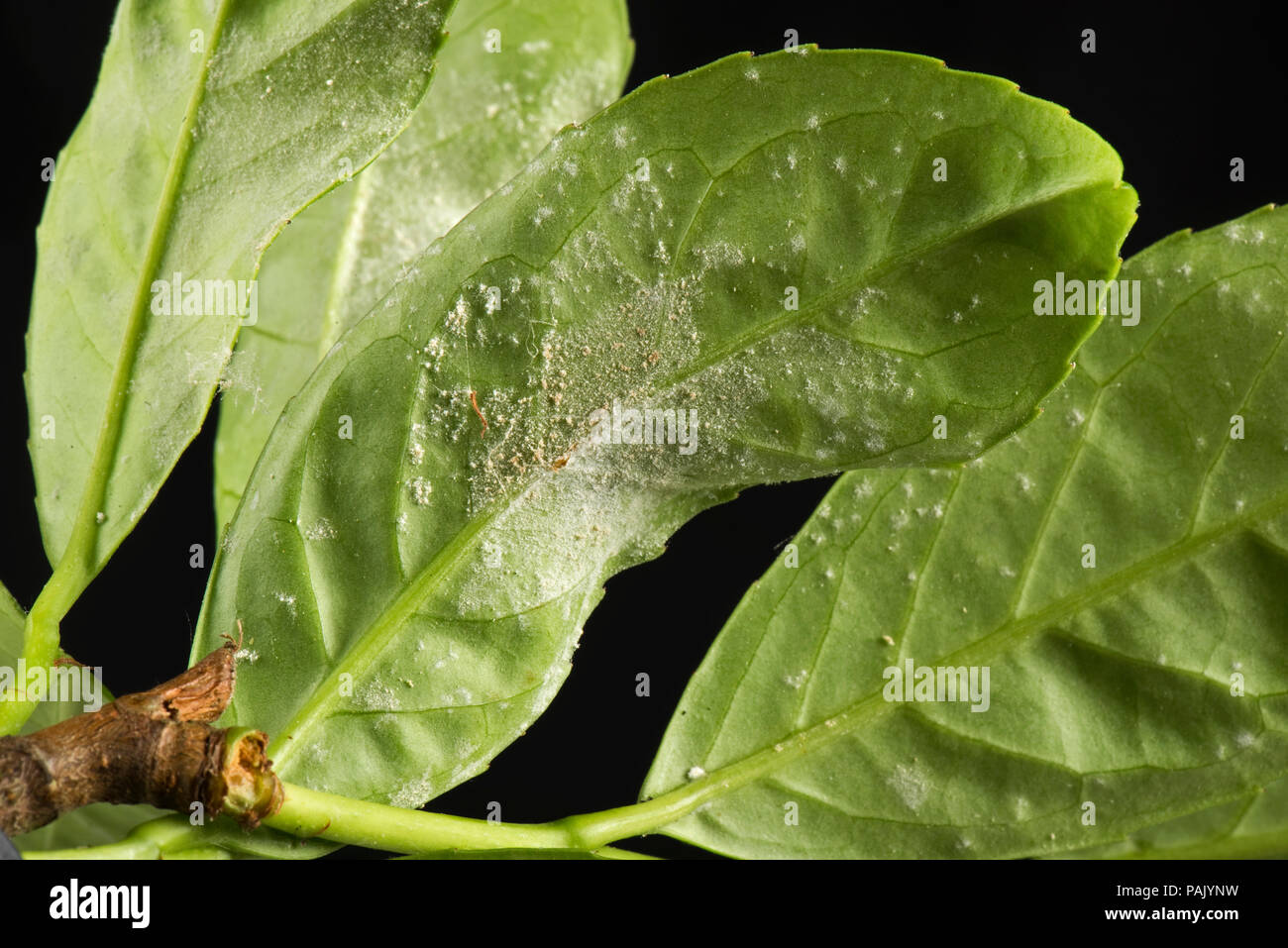Powdery mildew, Podosphaera pannosa or tridactyla, on cherry laurel leaf undersides in a garden hedge, July Stock Photo
