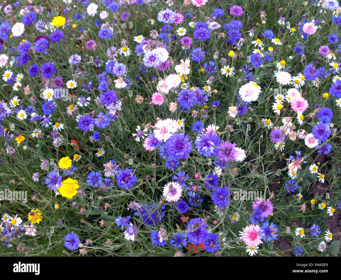 British meadow wildflowers  close up eco friendly Stock Photo
