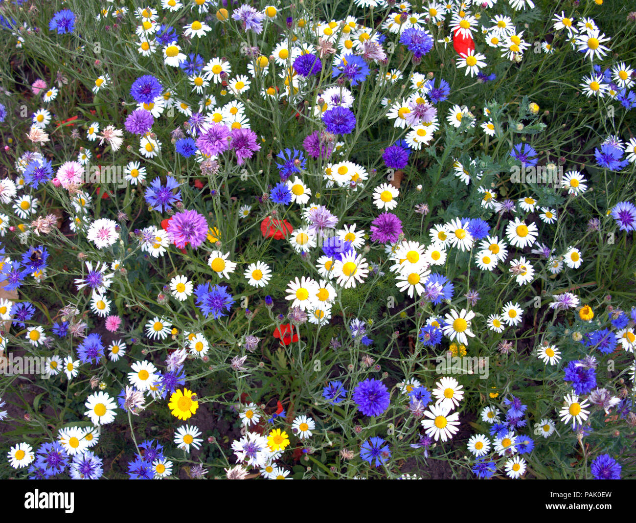 British meadow wildflowers  close up eco friendly Stock Photo