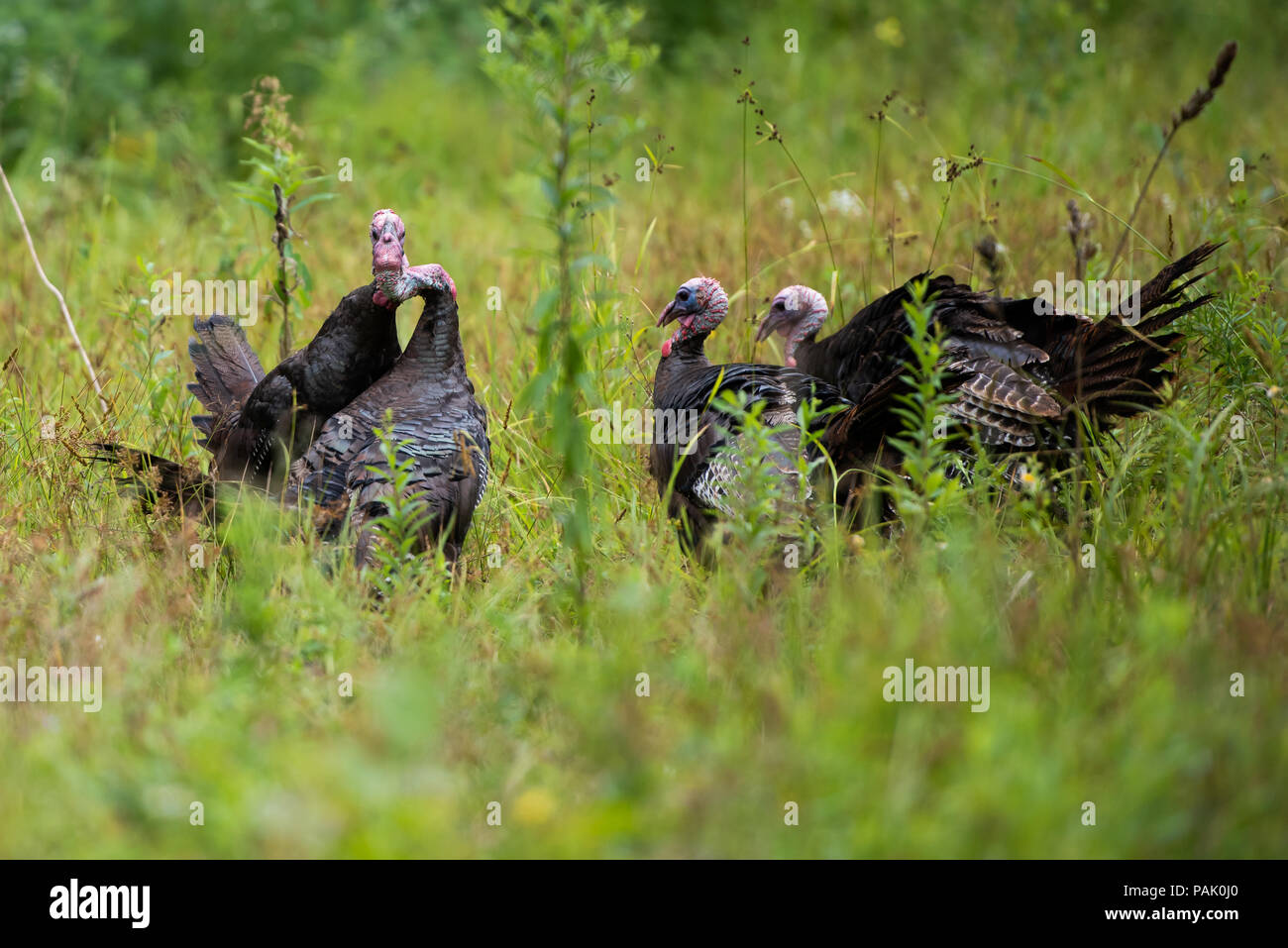A flock of male wild eastern turkeys, Meleagris gallopavo, fighting for