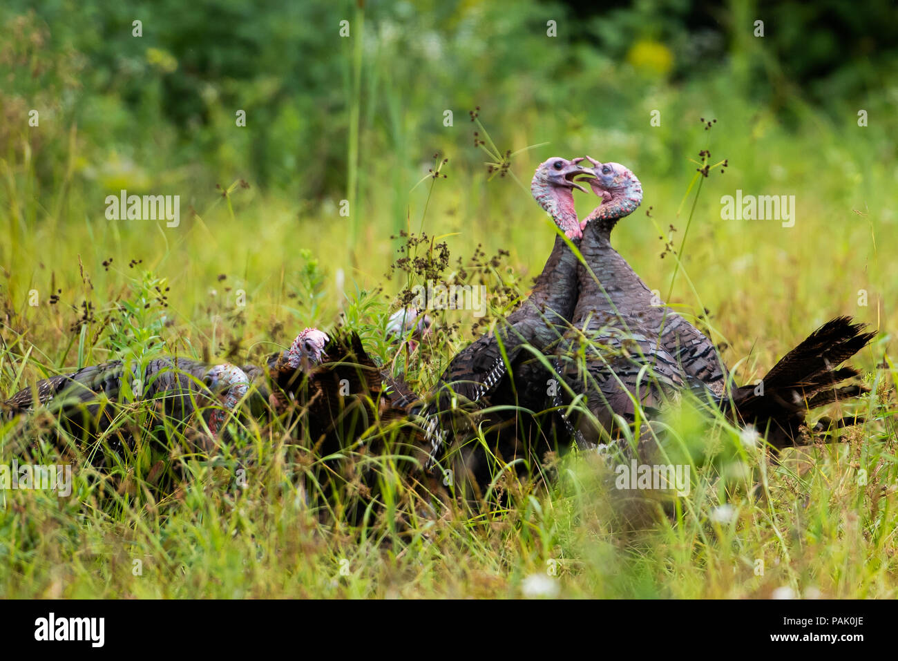 A flock of male wild eastern turkeys, Meleagris gallopavo, fighting for