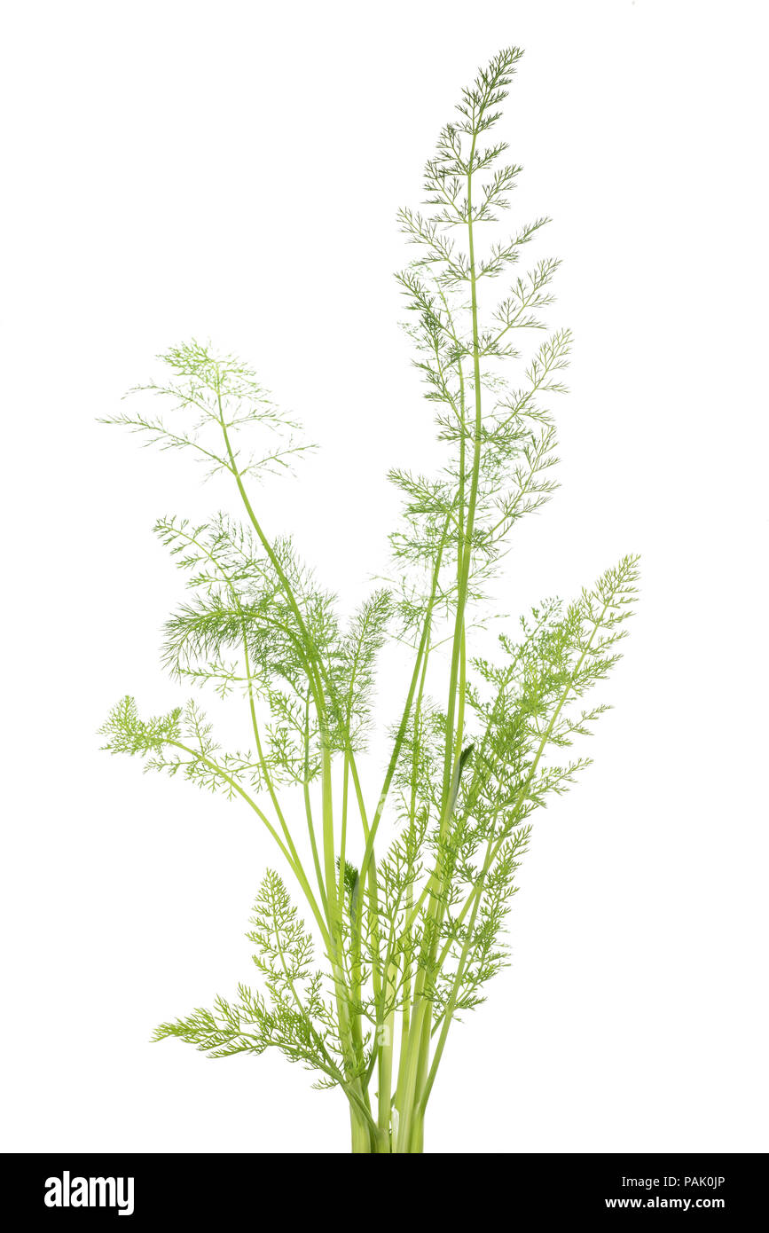 Wild fennel plant isolated on white background Stock Photo Alamy