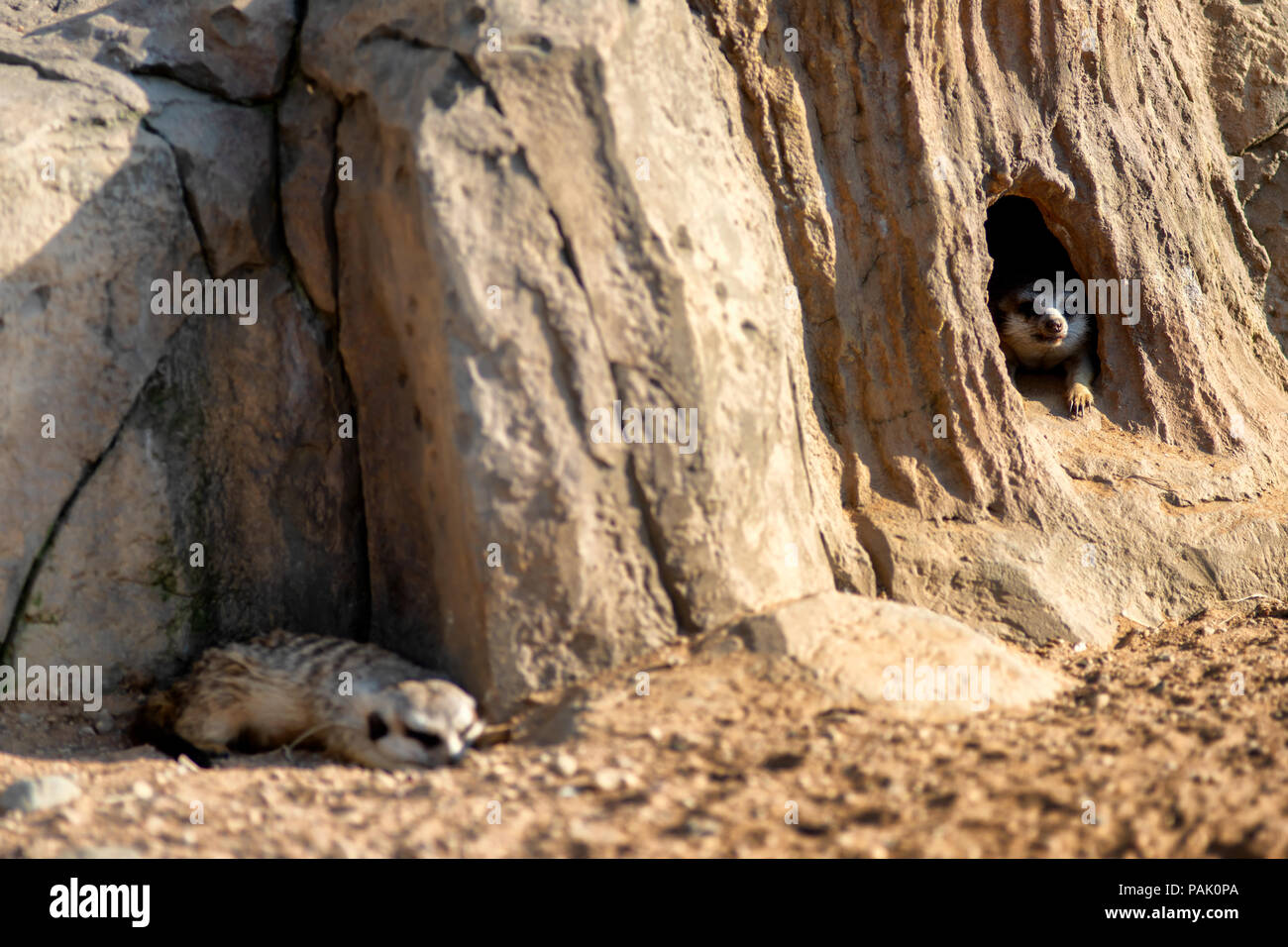 Curious and inquiring surikats or meerkats watching around hole Stock Photo
