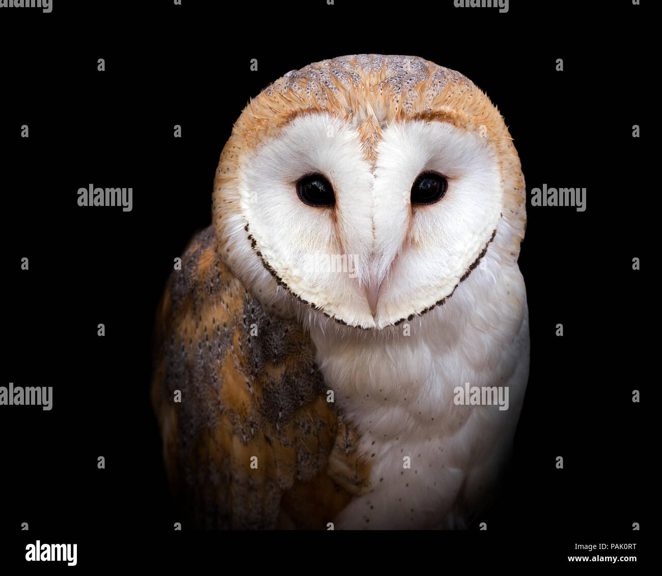 portrait of a barn owl isolated on a black background Stock Photo