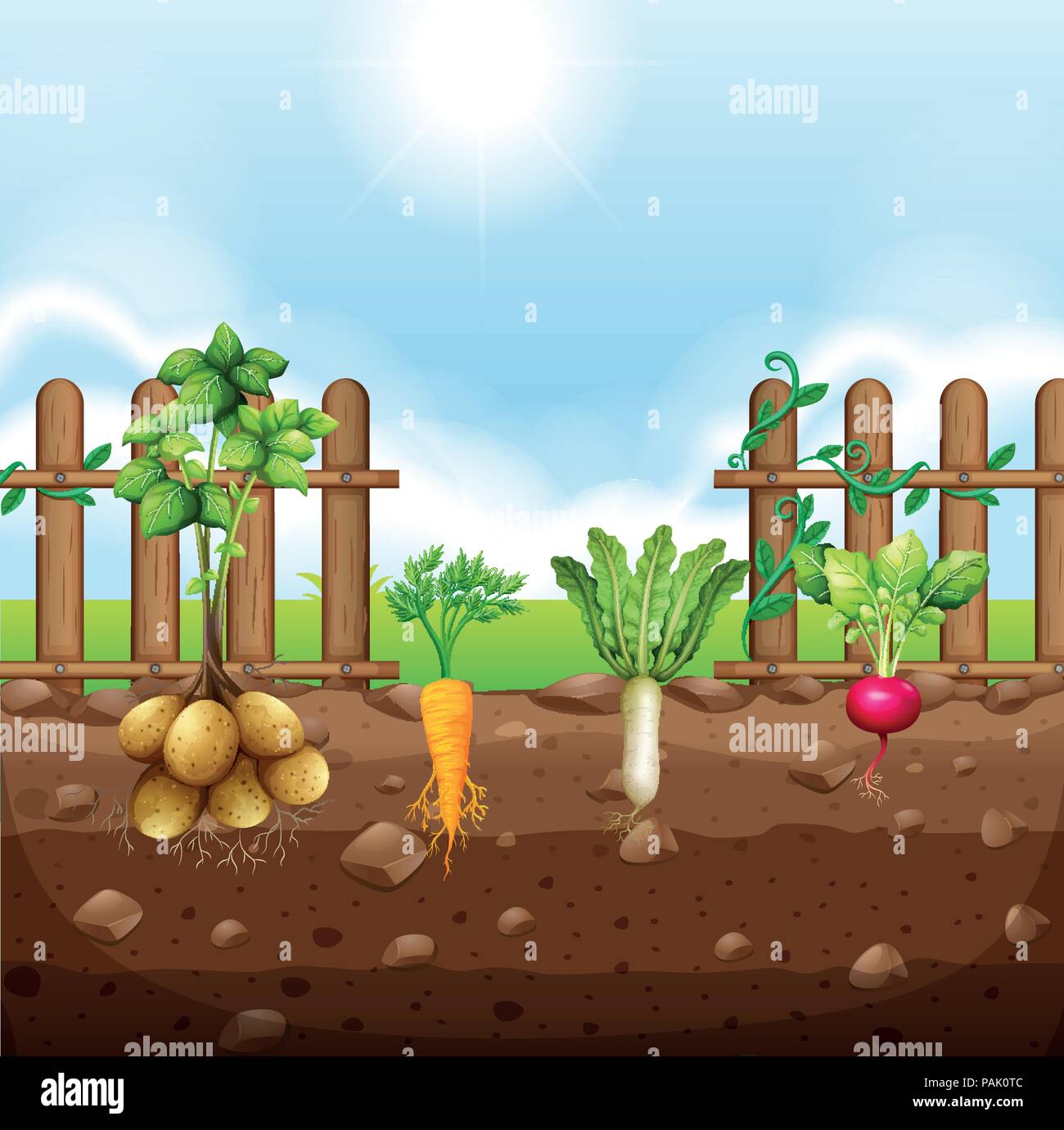 A set of root vegetables illustration Stock Vector Image & Art Alamy