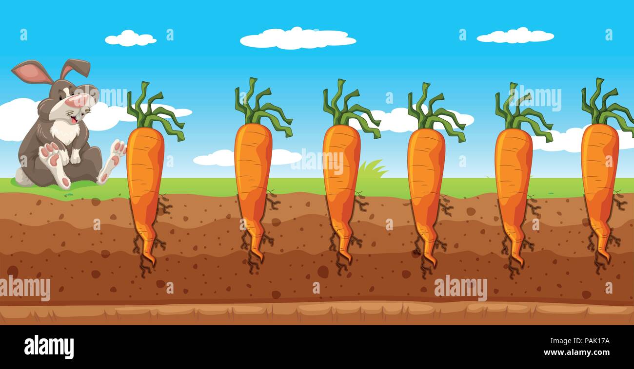 A Bunny in Carrot Farm illustration Stock Vector Image & Art Alamy