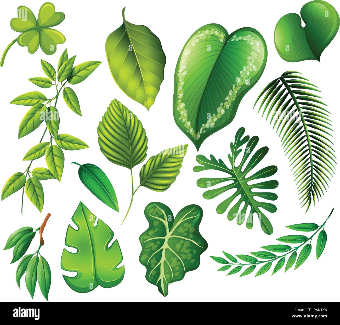 A set of green leaf illustration Stock Vector Image & Art - Alamy