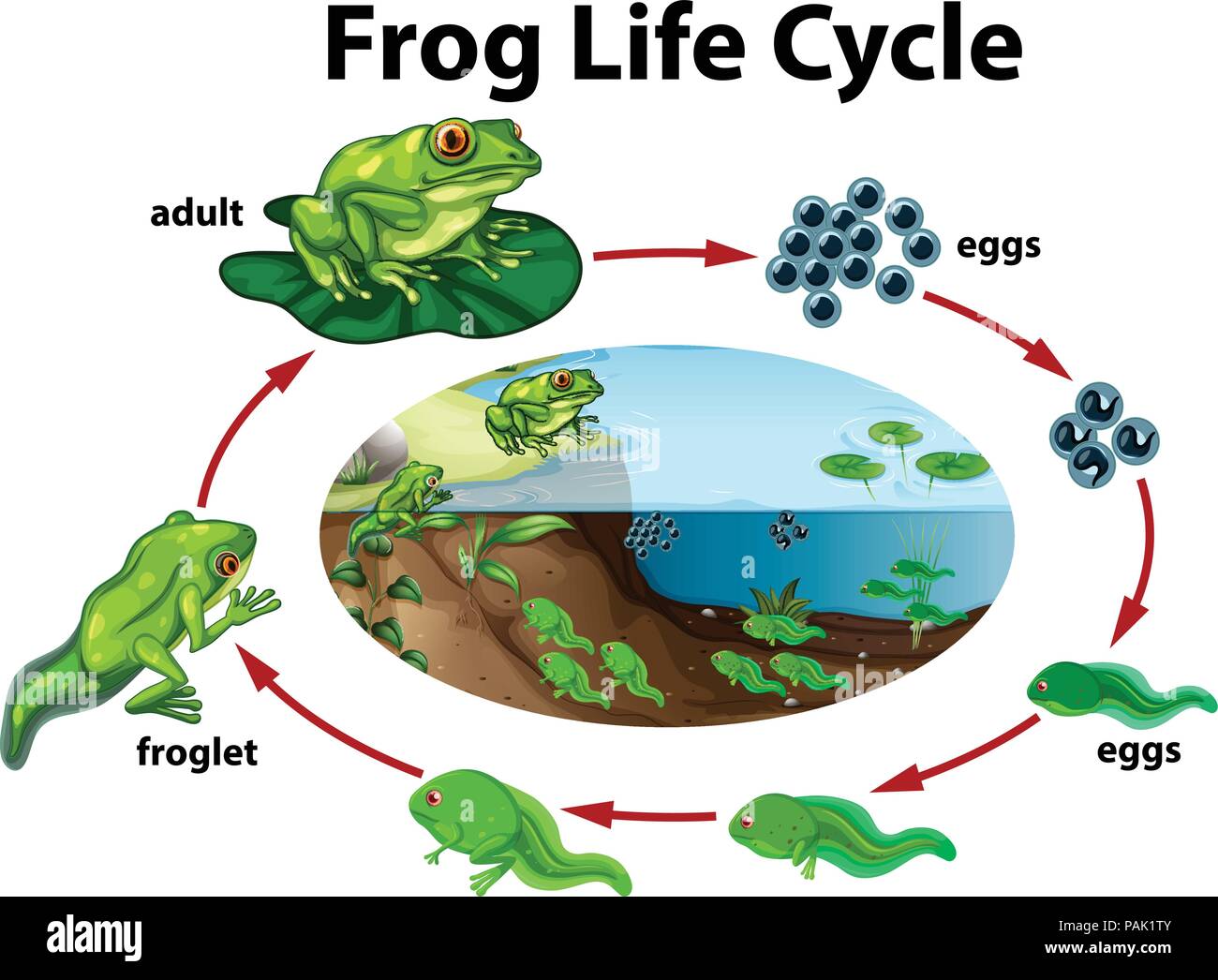 Frogs Life Cycle For Kids Frog Spawn Life Cycle WEUZKO Frogs Life Cycle For Kids Frog Spawn Life Cycle WEUZKO