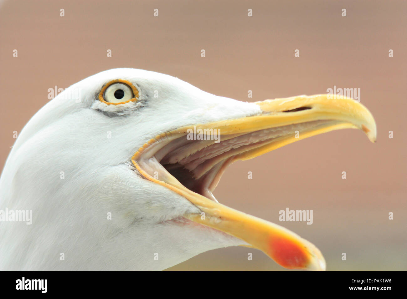 Large adult European Herring Gull with mouth wide open ready to screech Stock Photo