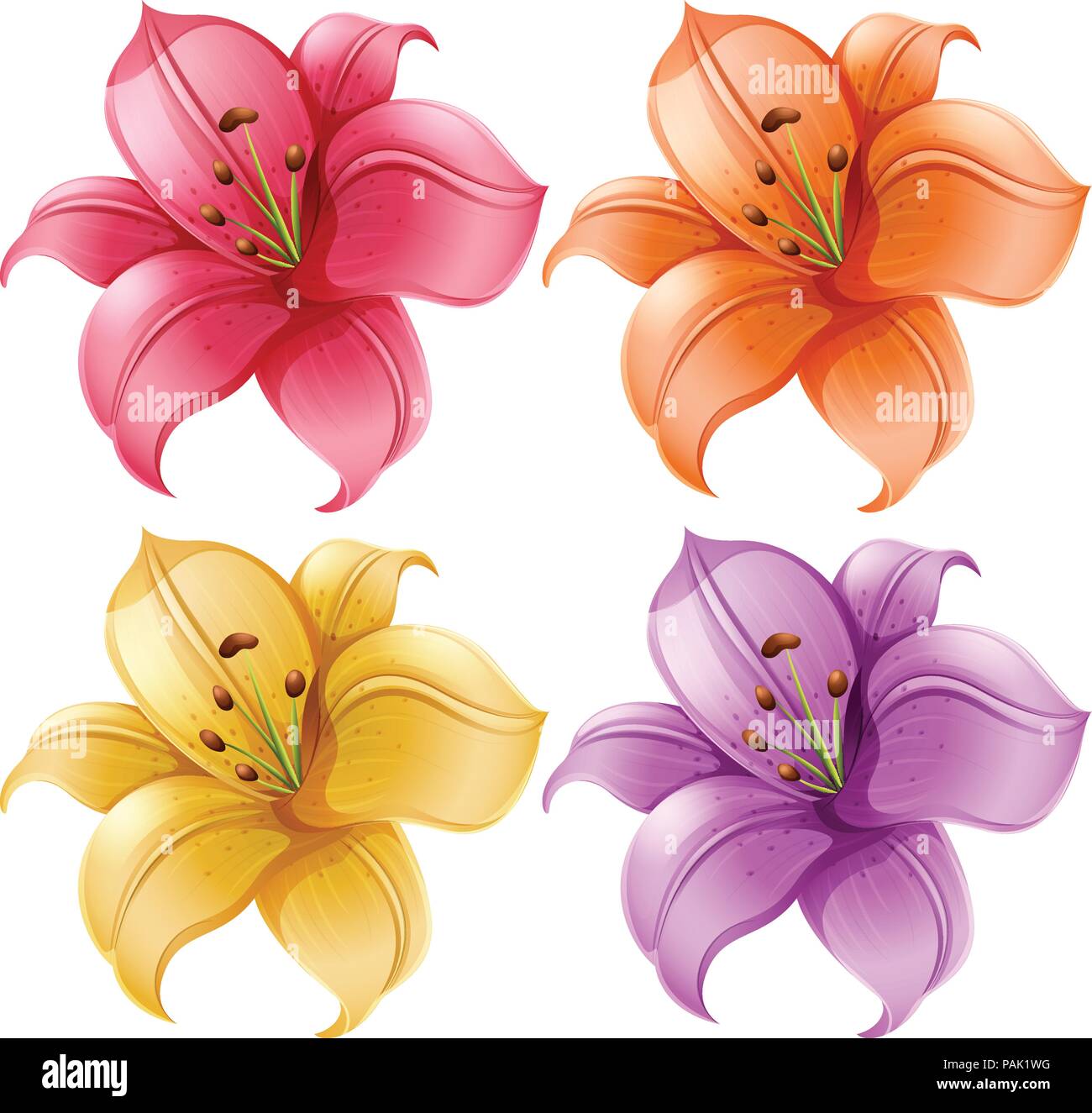 A set of lily flowers illustration Stock Vector Image & Art - Alamy