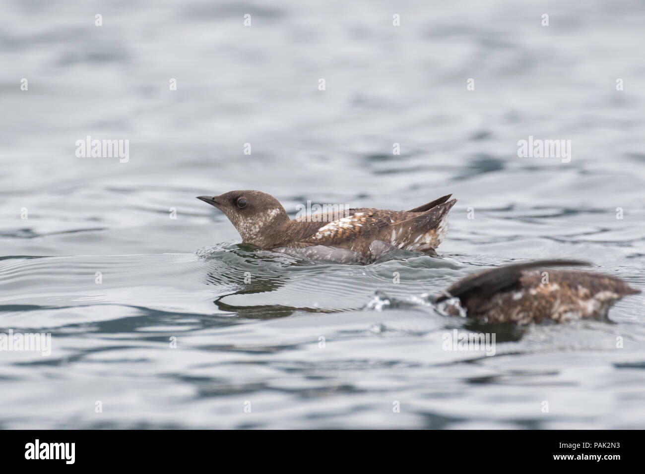 Marbled Murrelet Stock Photo