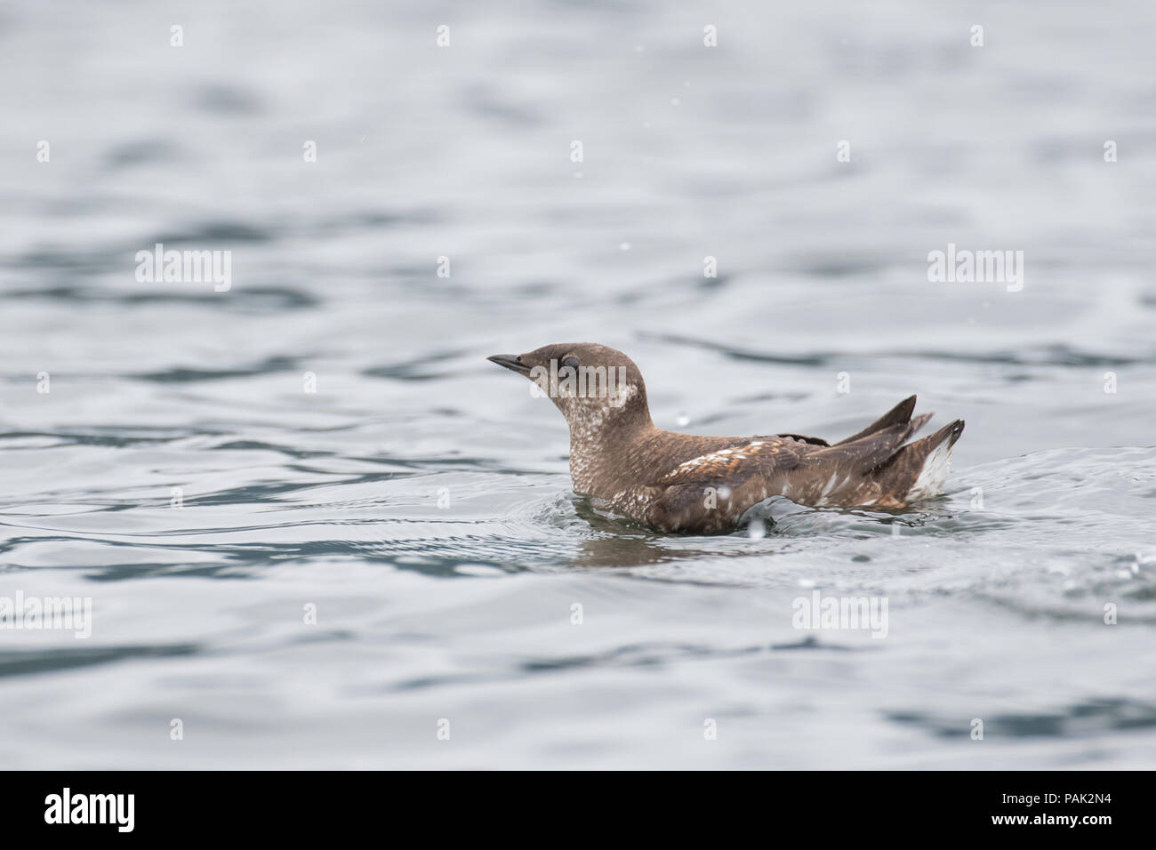 Marbled Murrelet Stock Photo