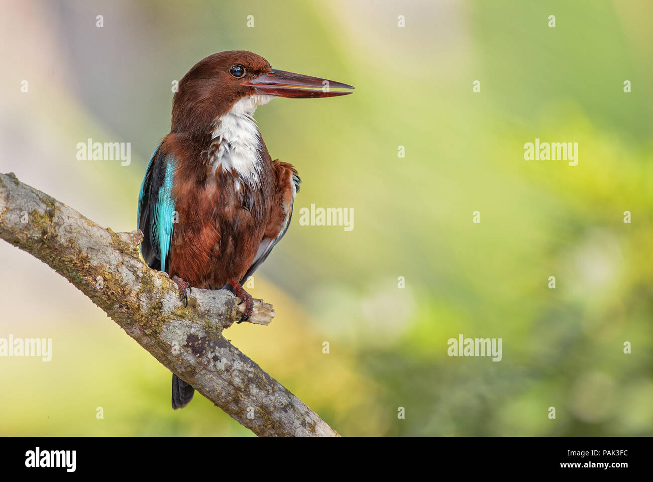 White-throated Kingfisher - Halcyon smyrnensis, Sri Lanka. Sitting on the branch near the water. Stock Photo