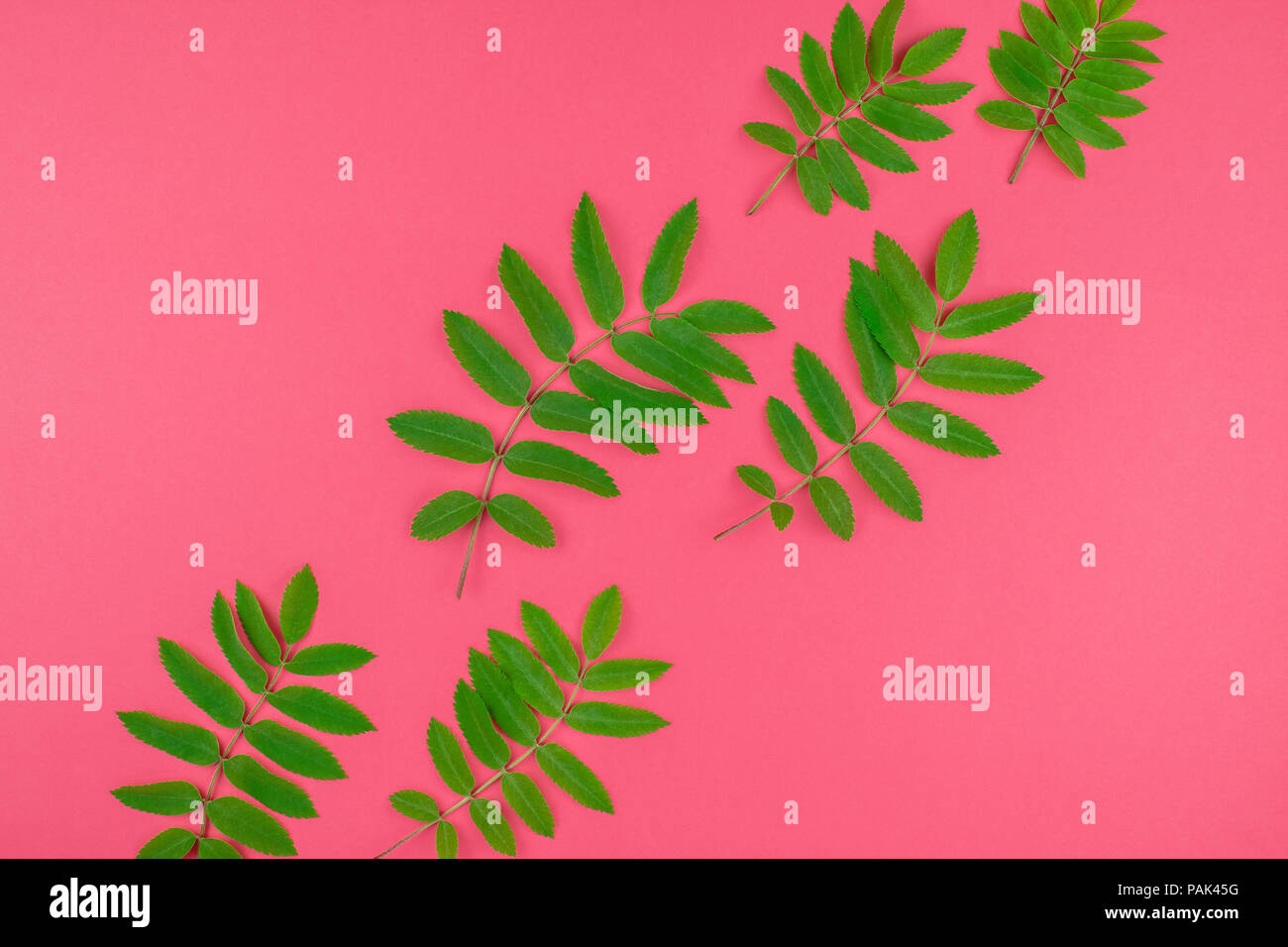 Creative flat lay top view pattern with fresh green rowan tree leaves ...