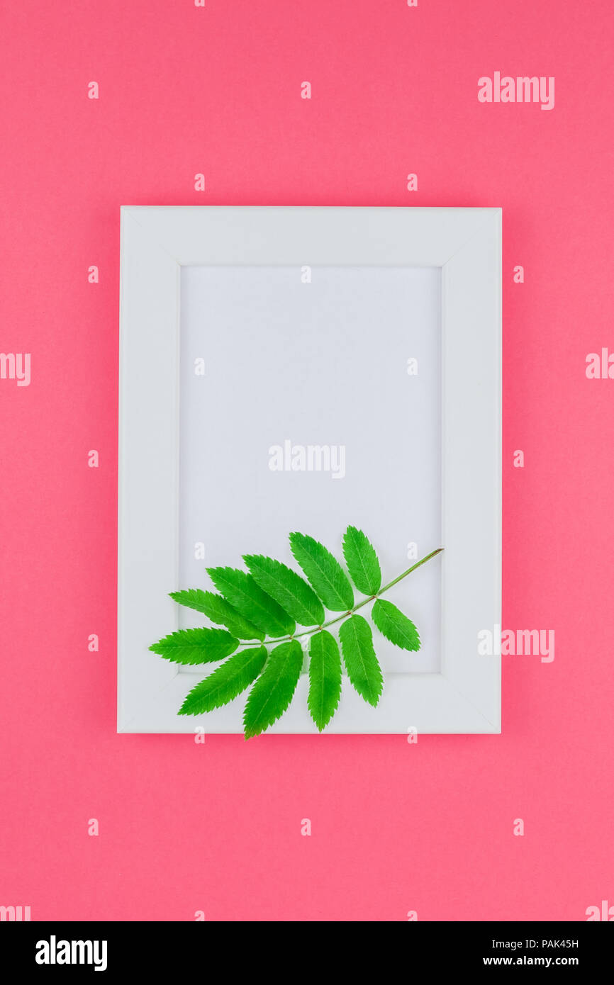 Creative flat lay top view white frame mock up with fresh green rowan ...
