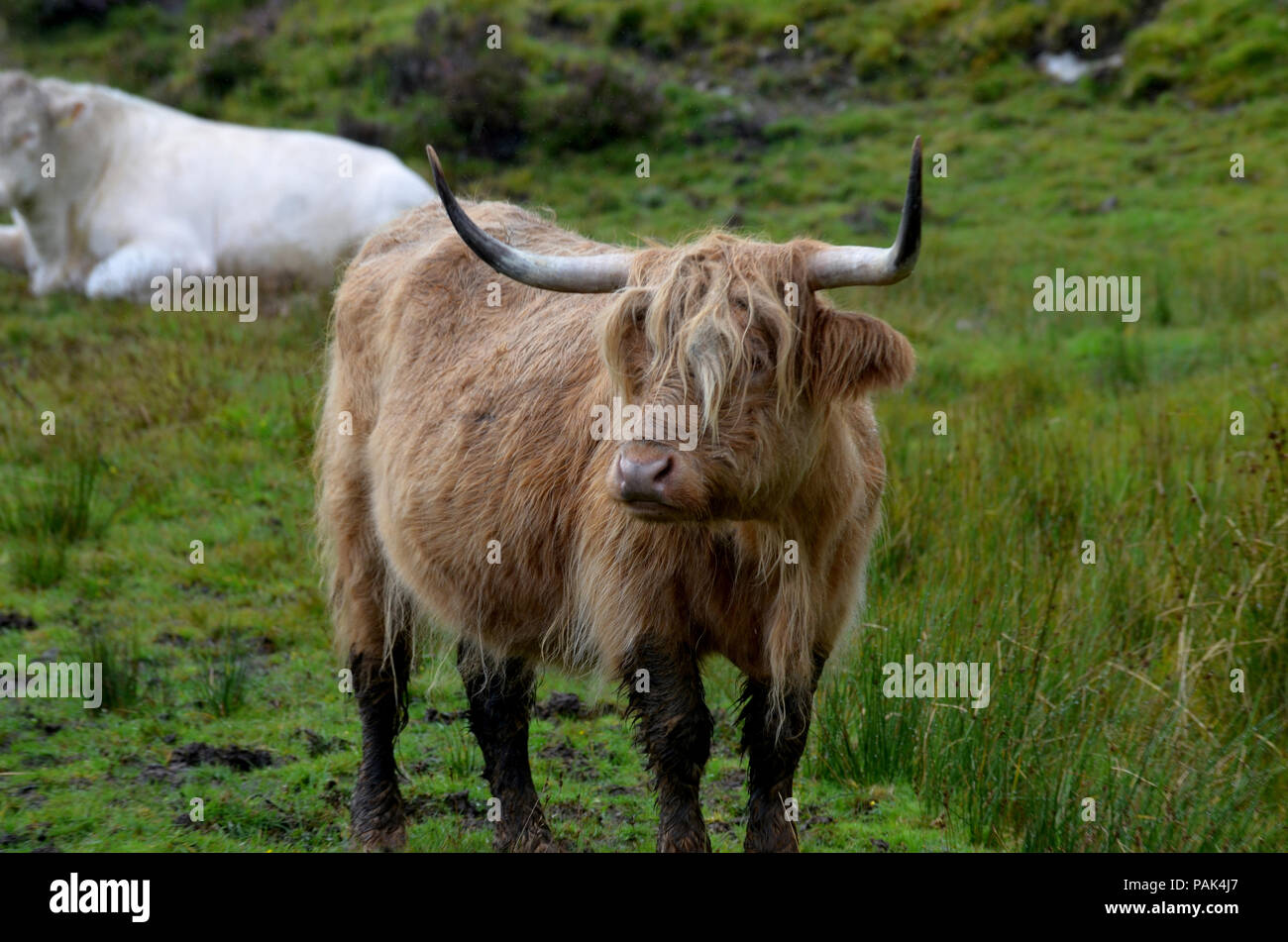 Cute Long Haired Highland Cow In Isle Of Skye Stock Photo