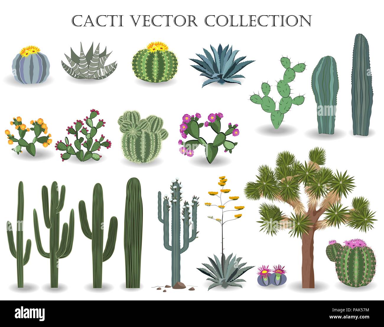 Cacti vector collection. Saguaro, agave, joshua tree, prickly pear and other cactuses Stock Vector