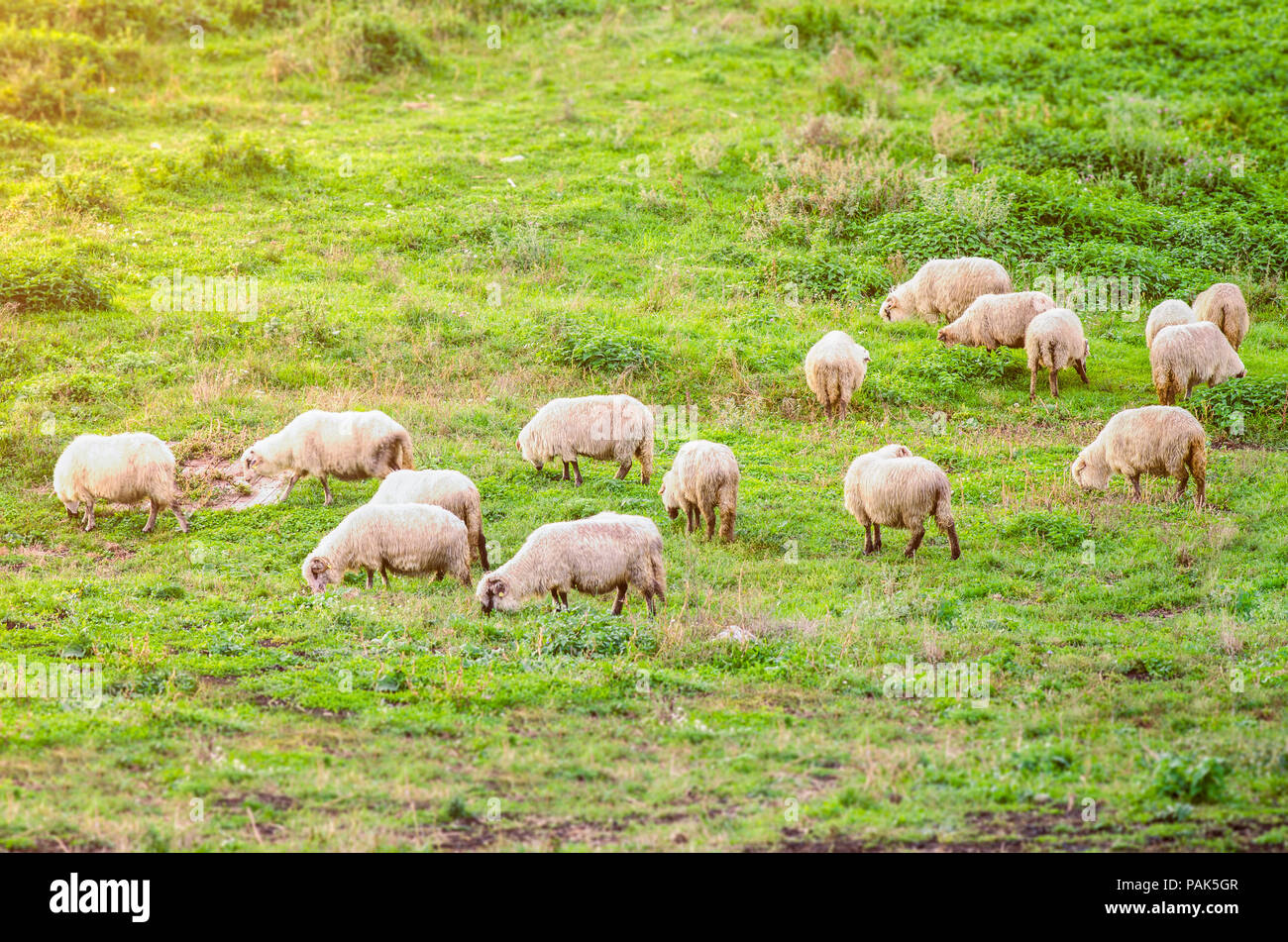 Flock of sheep on a green pasture wuggesting organic grown farm animals with sun light soft filters and effects aplied Stock Photo