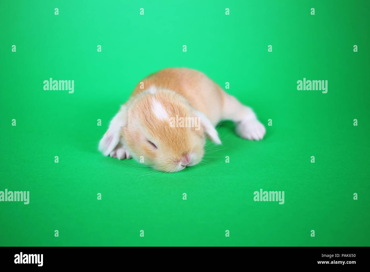 New born baby bunny rabbit kit mini lop Stock Photo Alamy