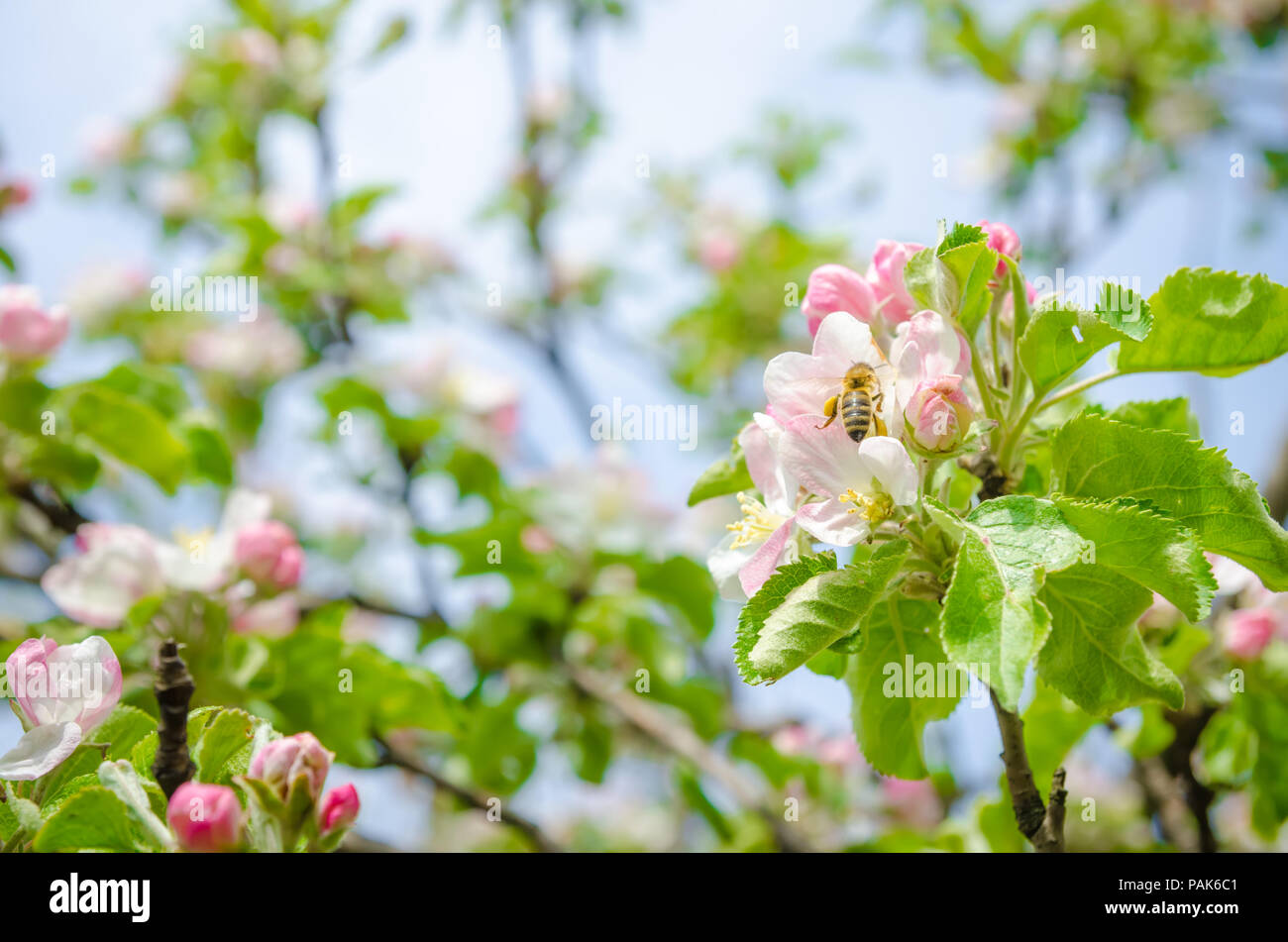 Bee pollinating a white and pink apple flower in a close screen with bright sun light with branches and green leafs on the background Stock Photo