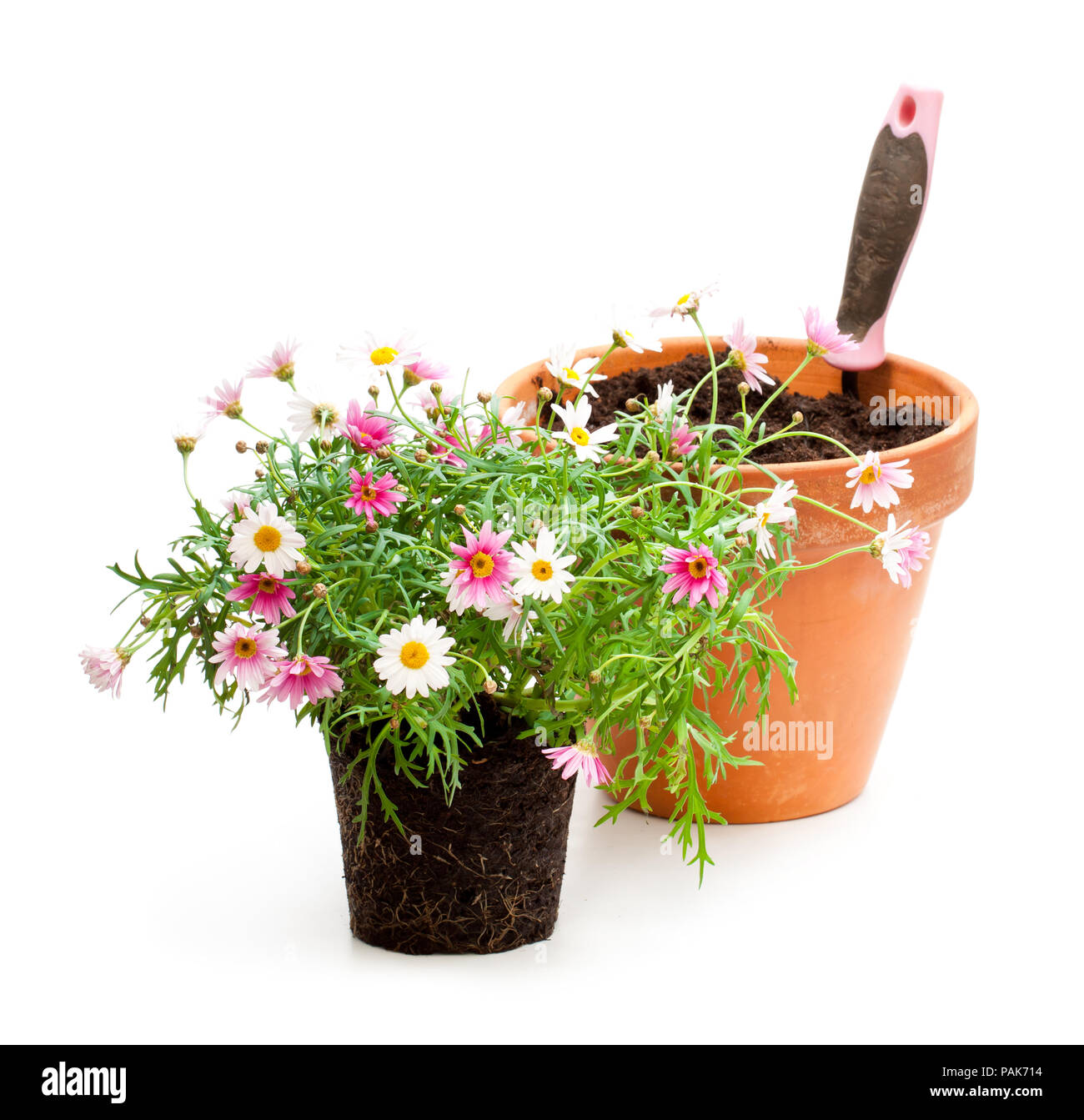 Pink daisies marguerite plant in flower pot isolated on white