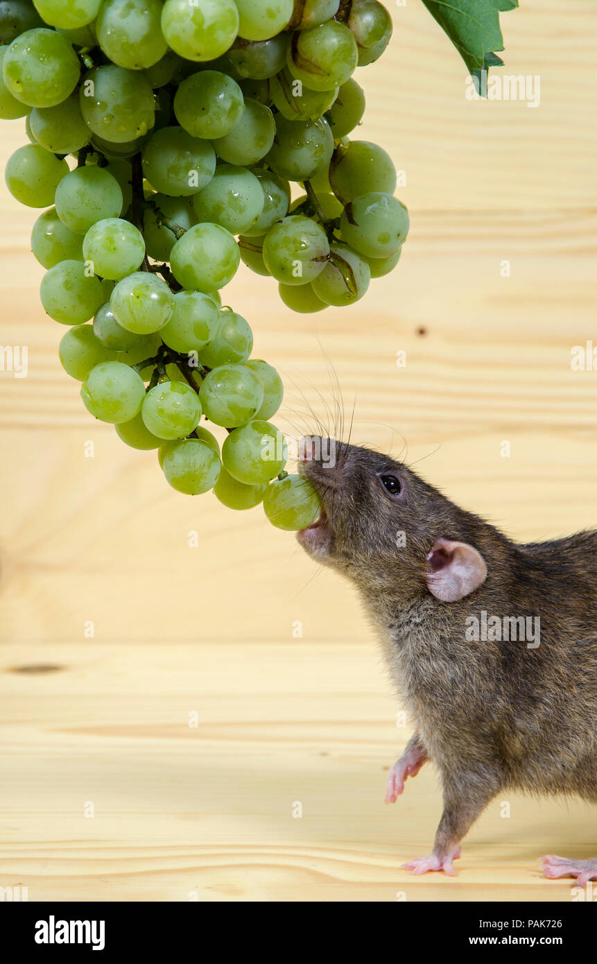 хомяк ест виноград. ирвинг пенн натюрморты. дегу 1 месяц. крыса и виноград. зверек на винограде.