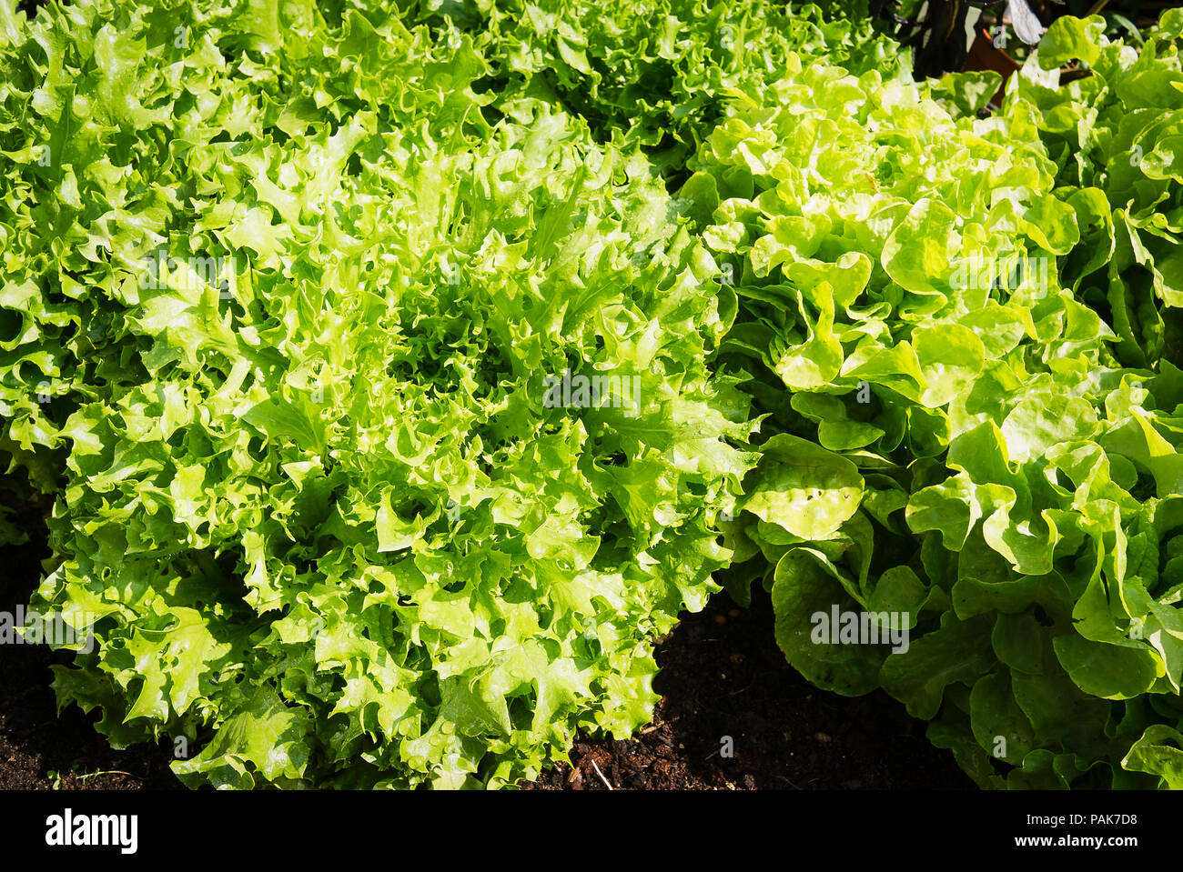 Two different types of loose leaf lettuce: Green Batavian and Green Oakleaf grown in a planter at home from small plug plants in UK Stock Photo
