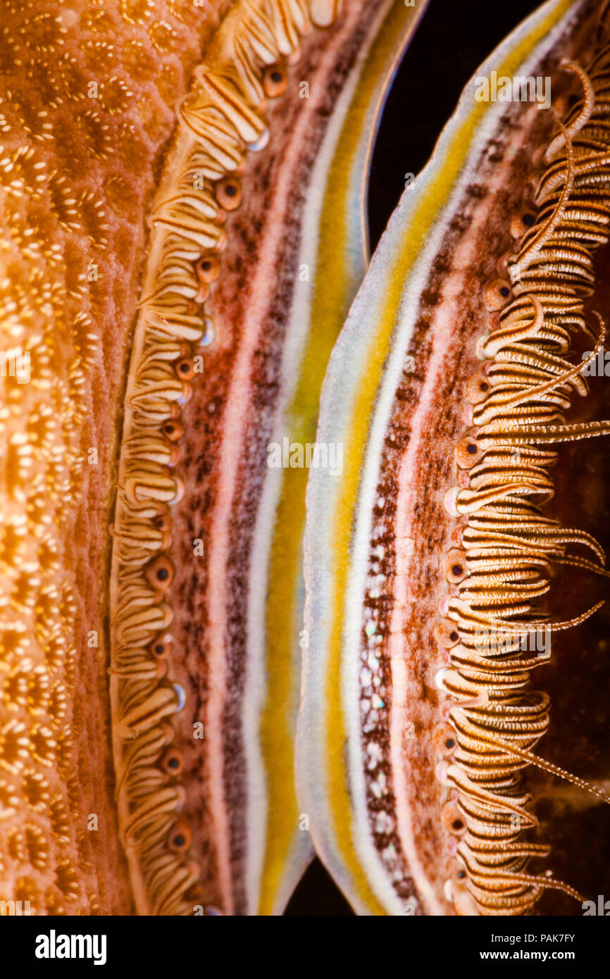 The brightly colored mantle and rows of minute eyes make the coral-boring scallop, Pedum spondyloideum, easily recognized on the reef.  Mabul Island,  Stock Photo