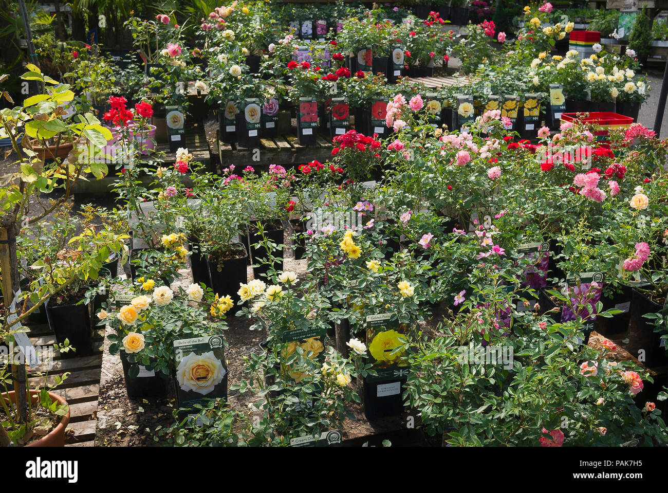 Patio roses for sale by self-selection at an English garden centre in July Stock Photo