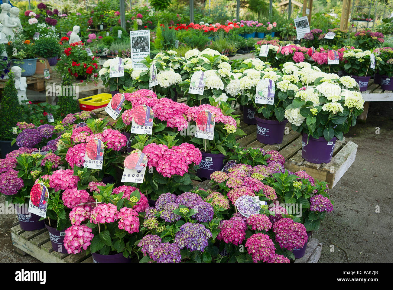 Hydrangeas and a wide selection of perennial plants for sale by self-selection at an English garden centre in July Stock Photo